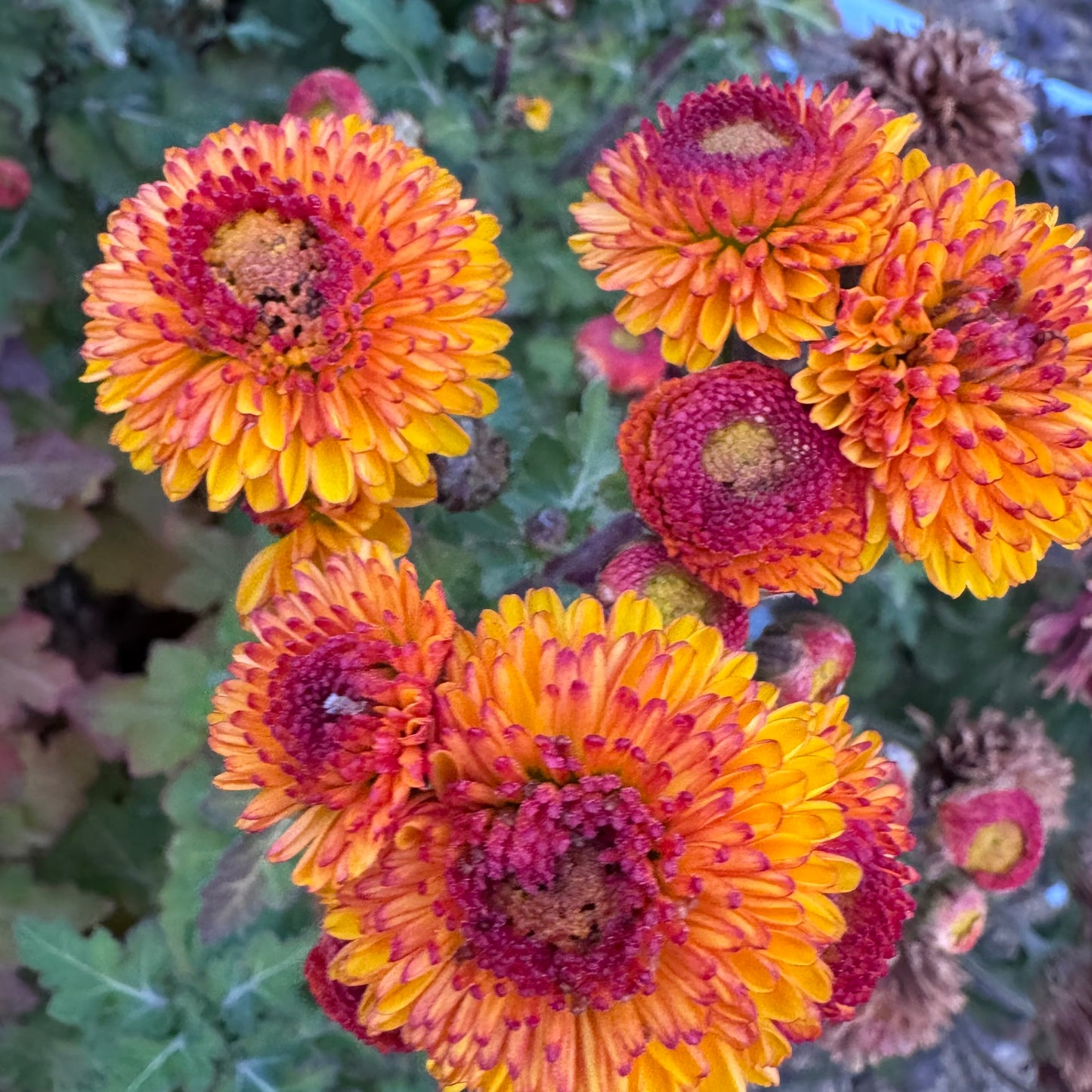 Chrysanthemum: Kelvin Tattoo