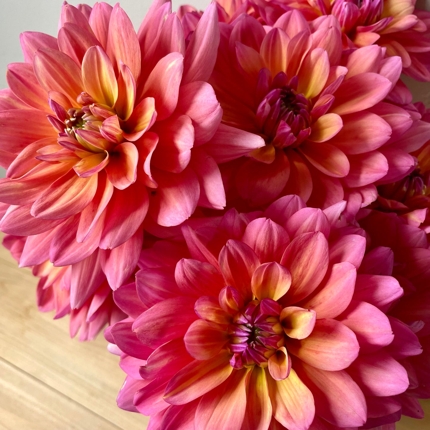 Dahlia Tuber: Great Silence