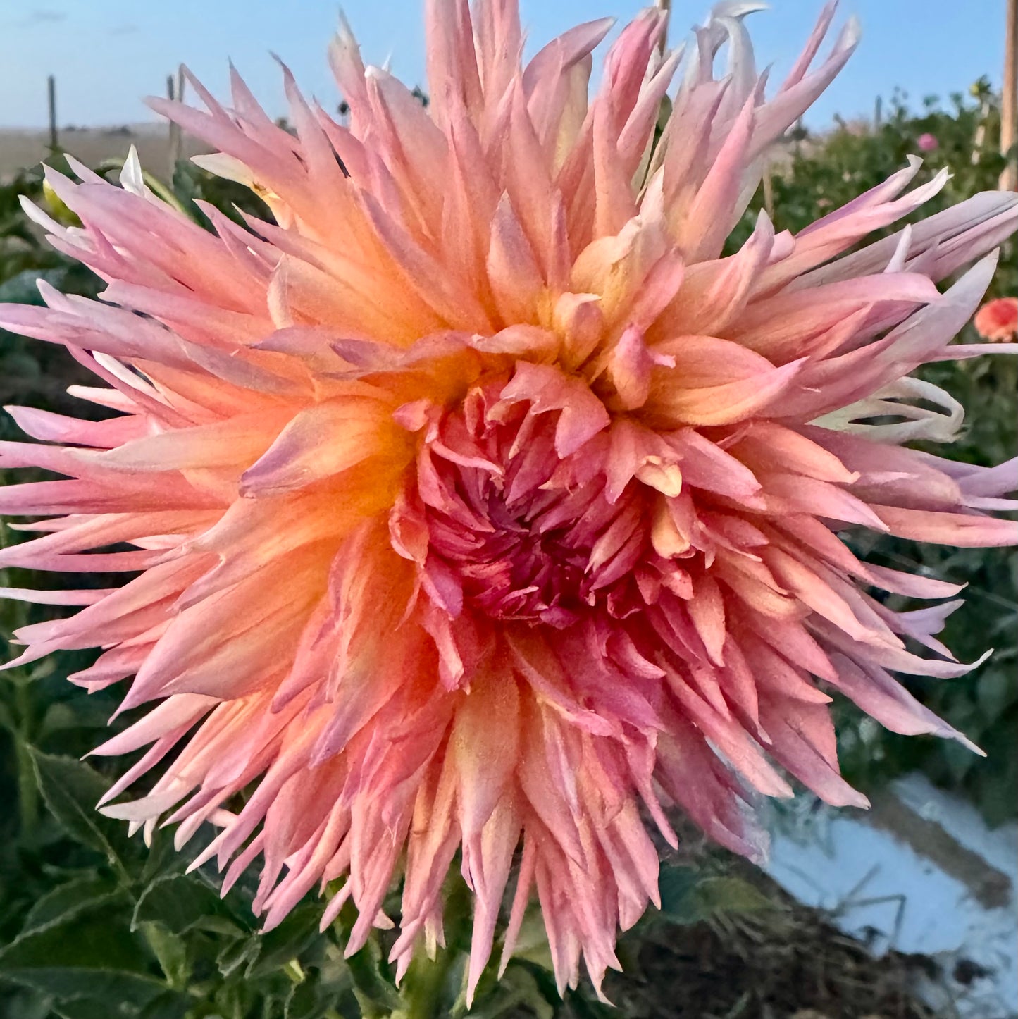Dahlia Tuber: Shaggy Chic