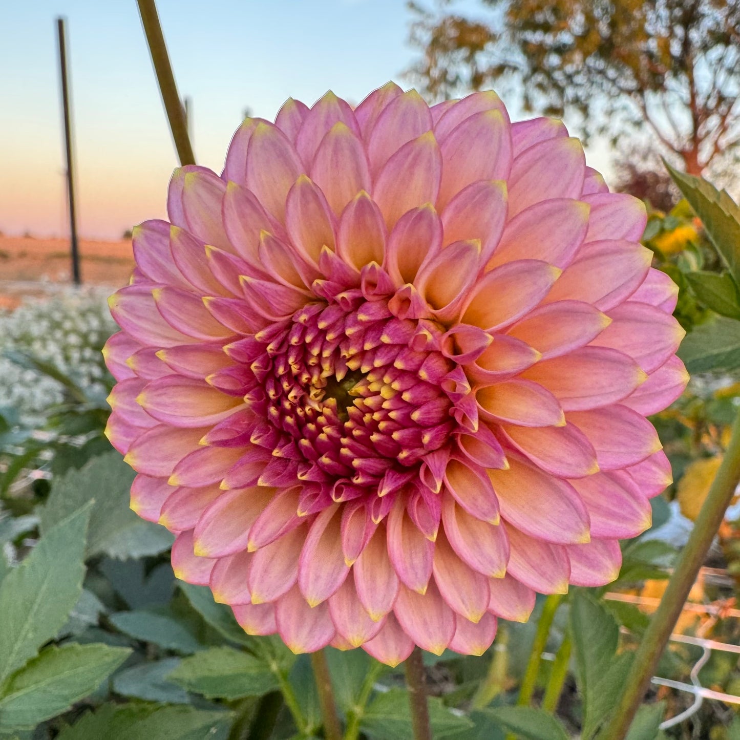 Dahlia Tuber: Skipley Spot of Gold