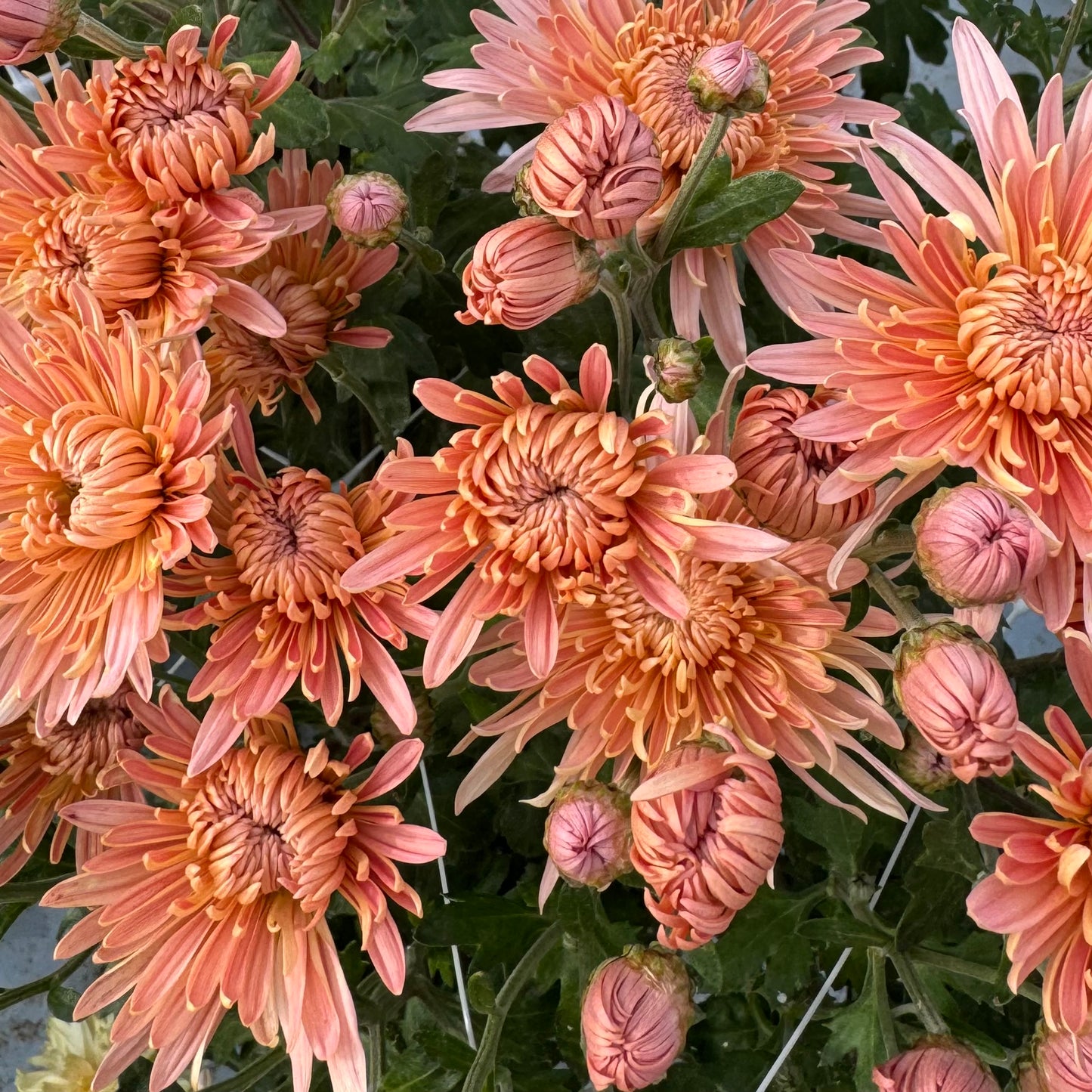 Chrysanthemum: Blush Strokes