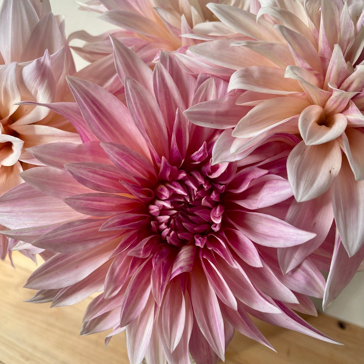 Dahlia Tuber: Cafe au Lait Mini
