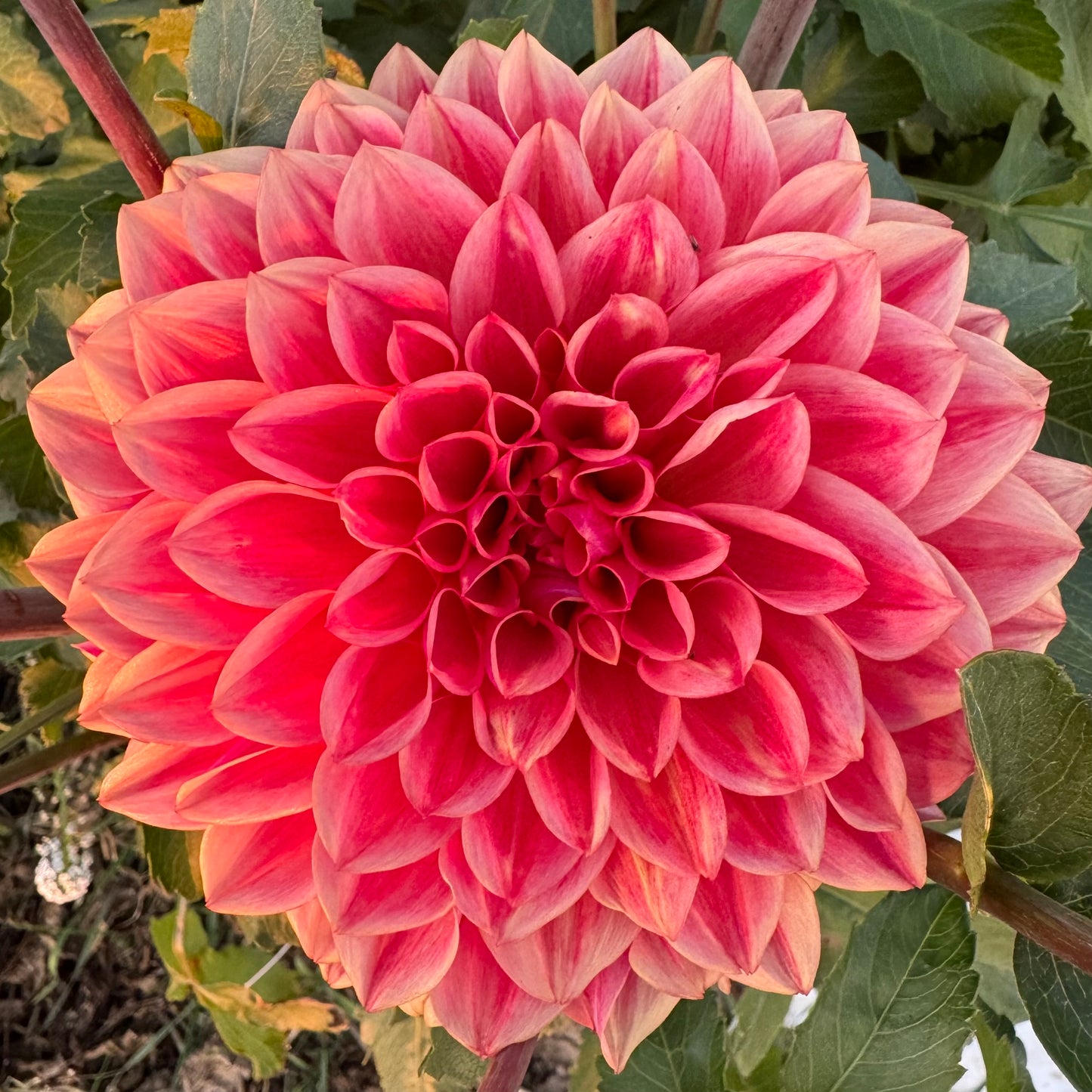 Dahlia Tuber: All That Jazz