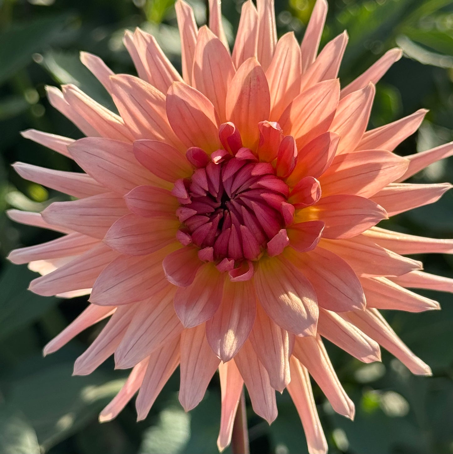 Dahlia Tuber: Touché
