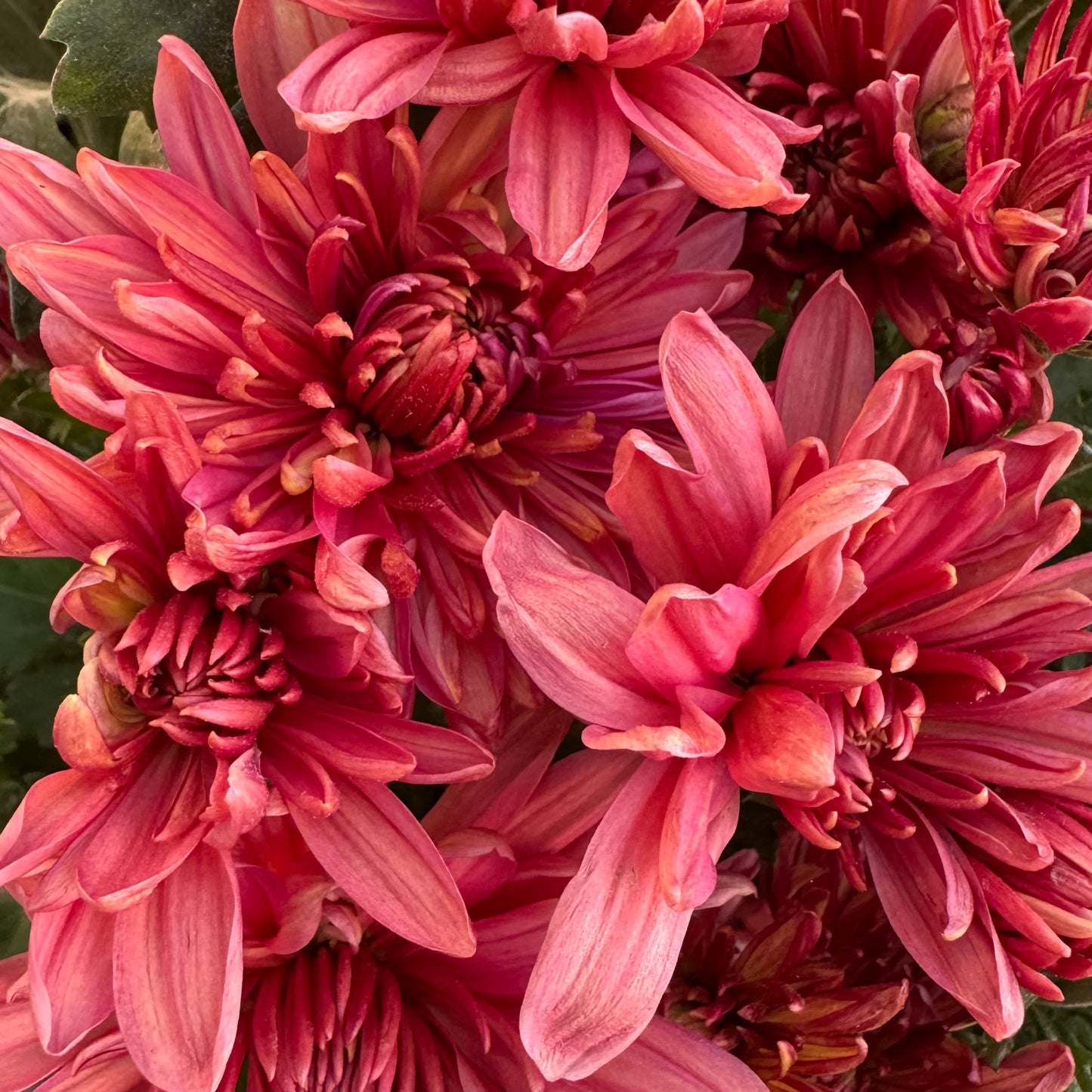 Chrysanthemum: Coral Charm