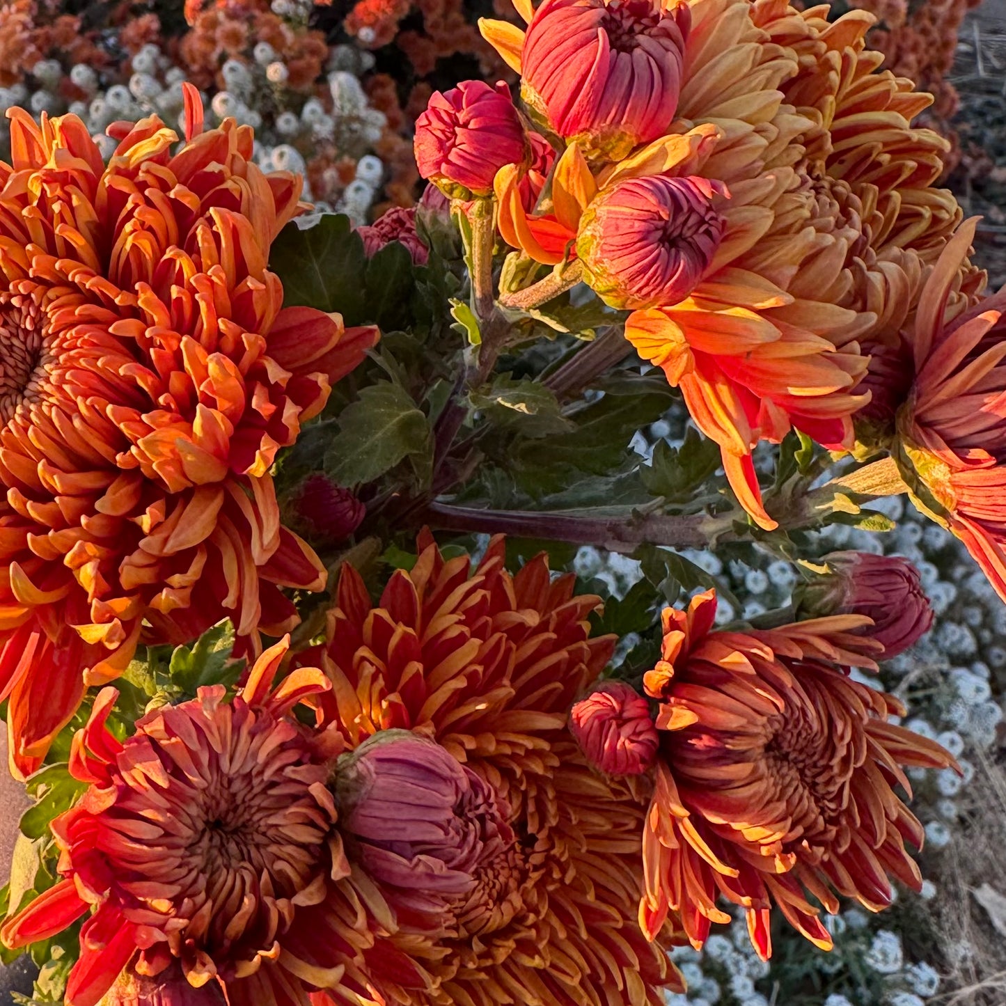 Chrysanthemum: Molly Lambert