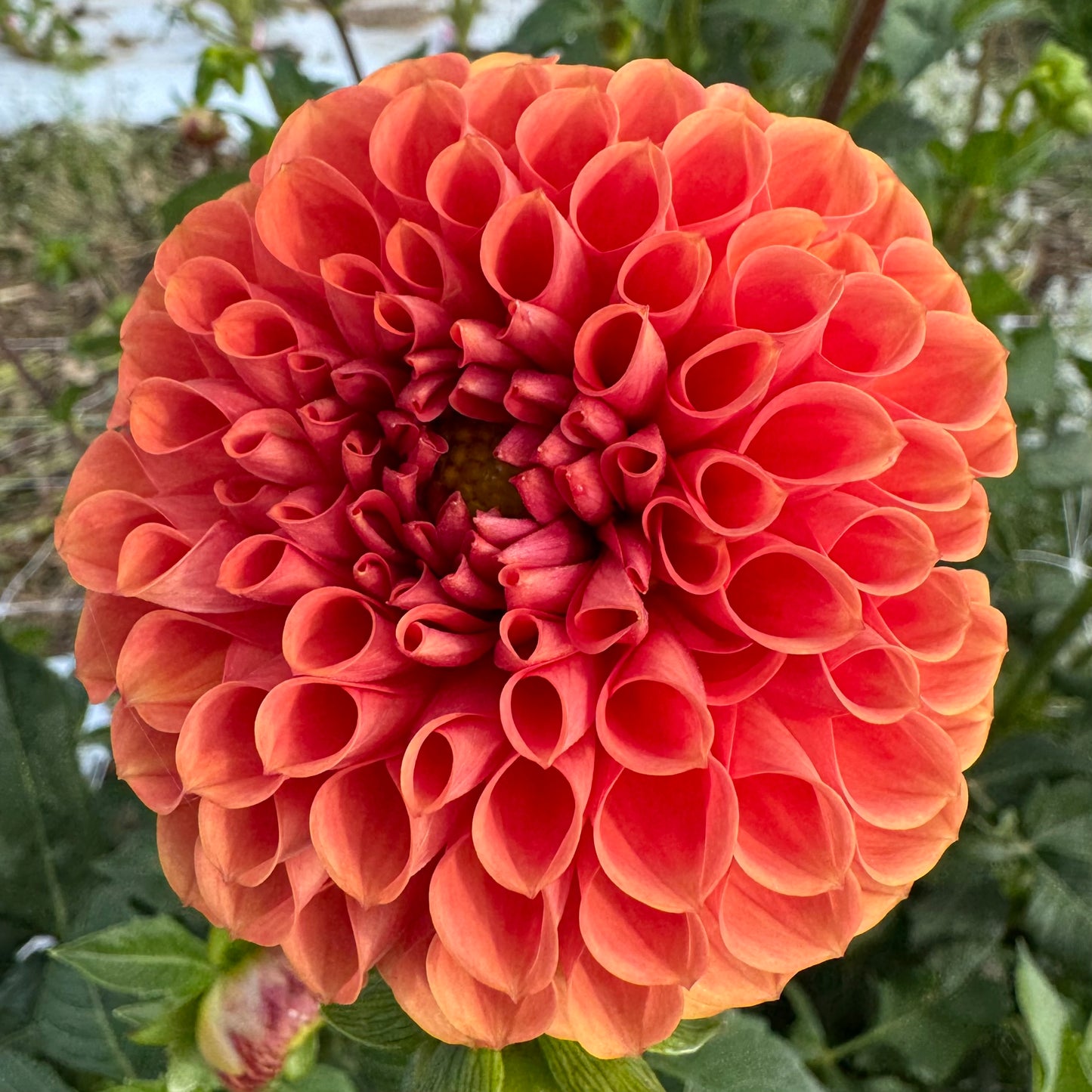 Dahlia Tuber: Babylon Bronze