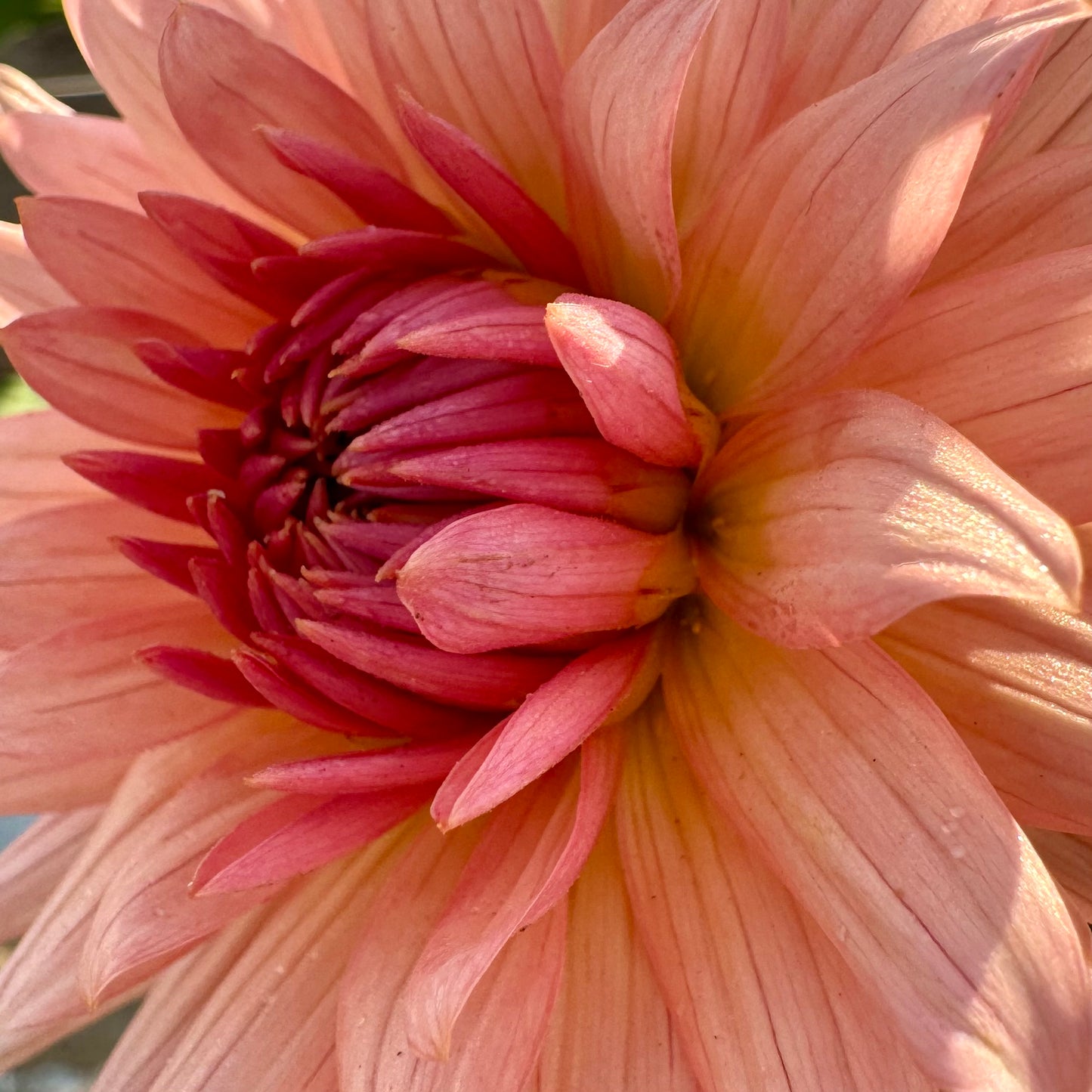 Dahlia Tuber: Touché