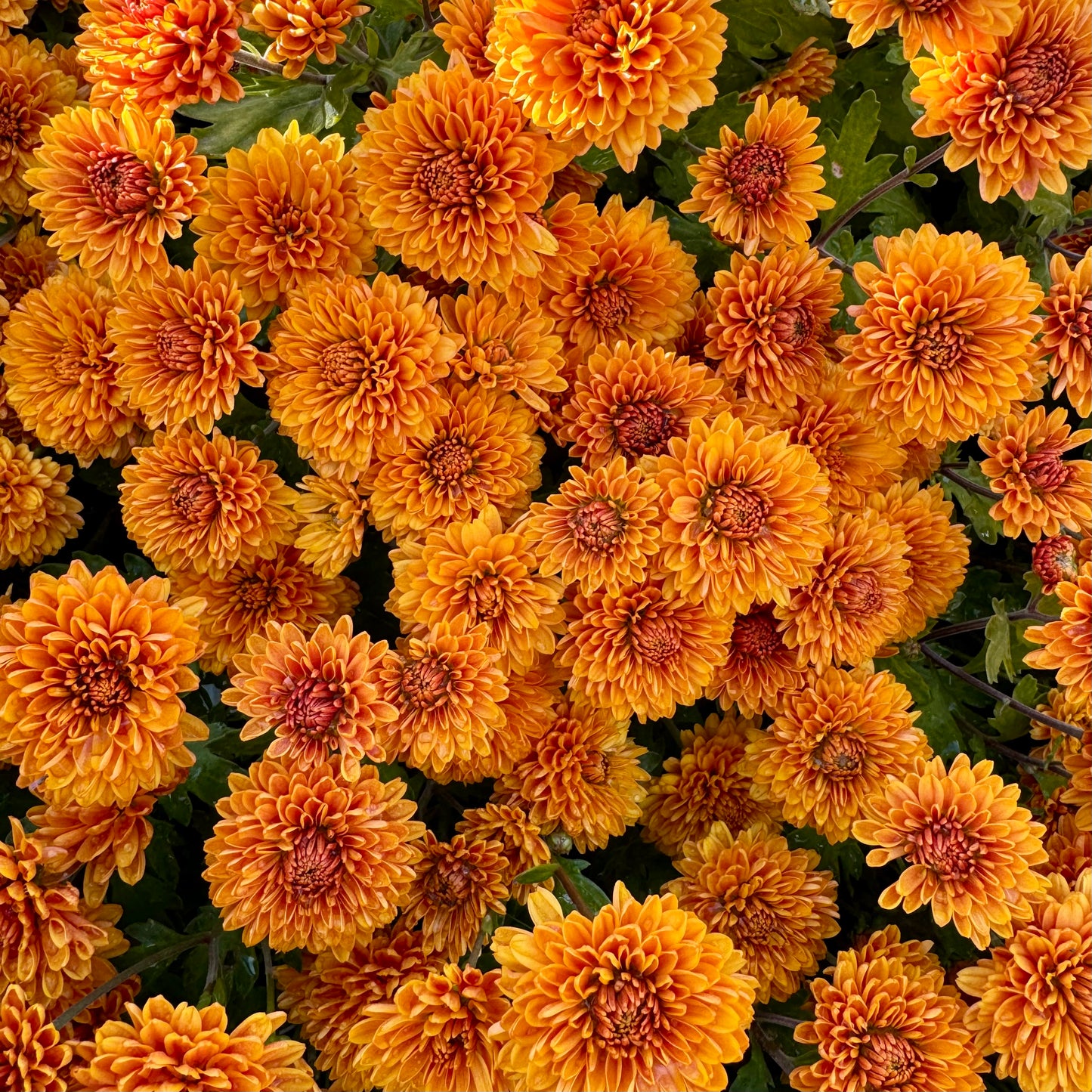 Chrysanthemum: Hopscotch