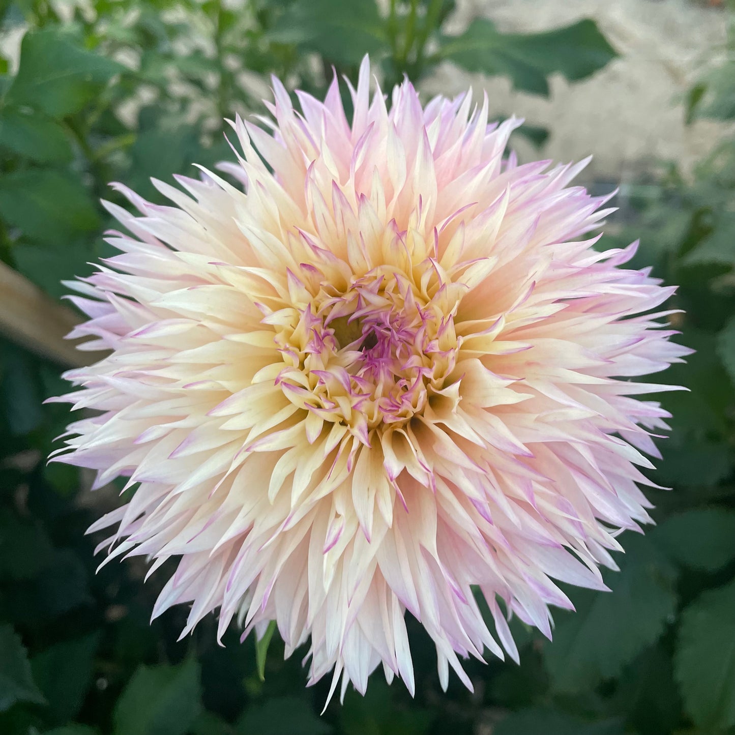 Dahlia Tuber: Pinelands Princess