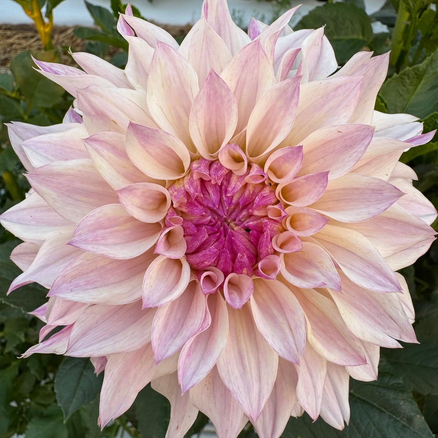 Dahlia Tuber: Bloomquist Compare