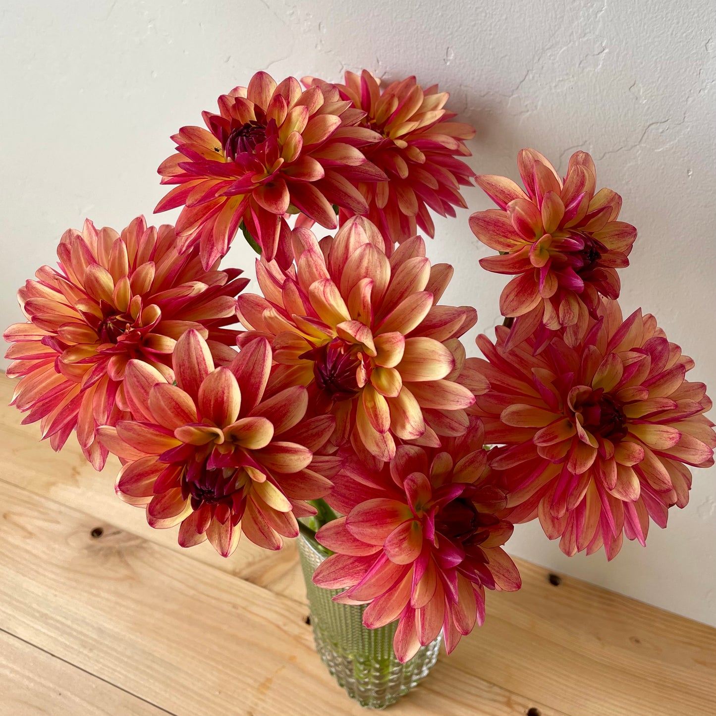 Dahlia Tuber: Crazy Legs