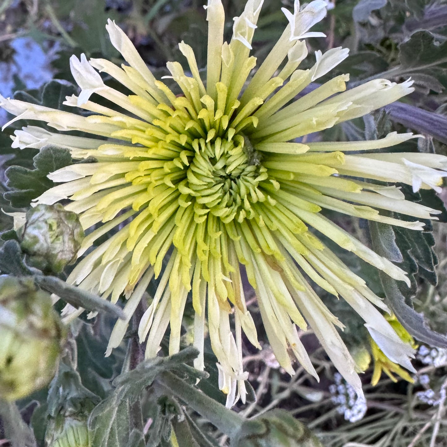 Chrysanthemum: Amarintha