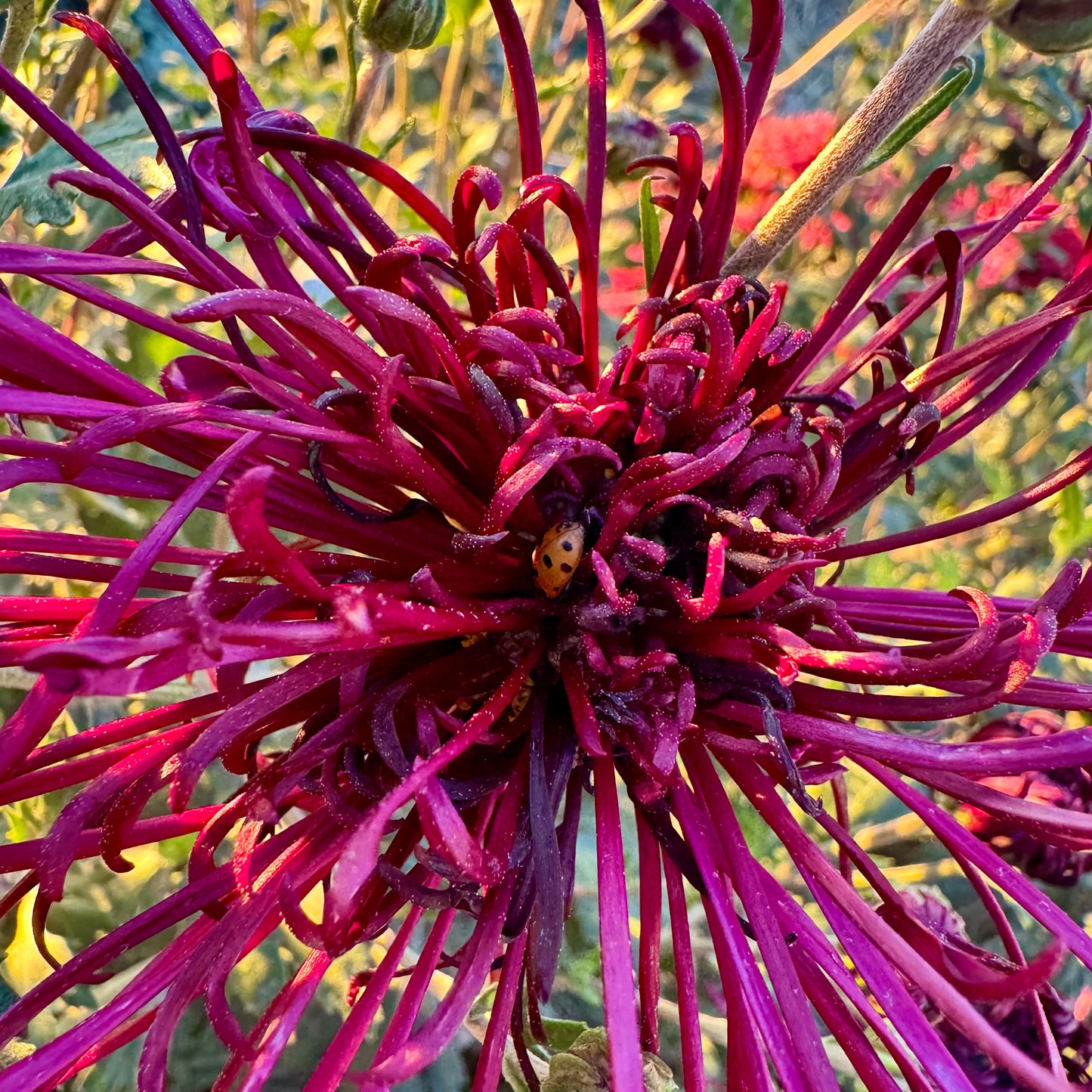 Chrysanthemum: Oriental Knight