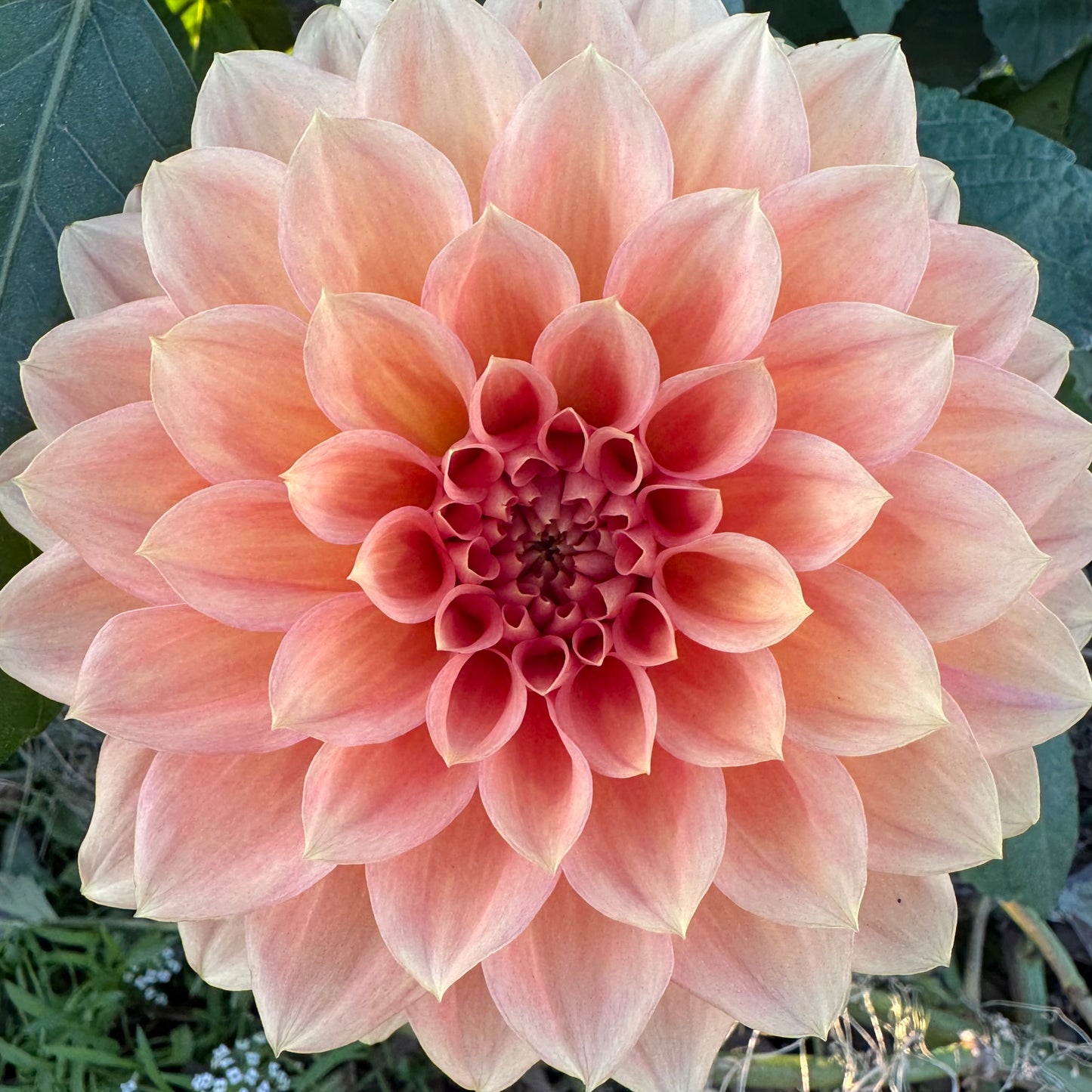 Dahlia Tuber: KA’s™ Sunny Cove
