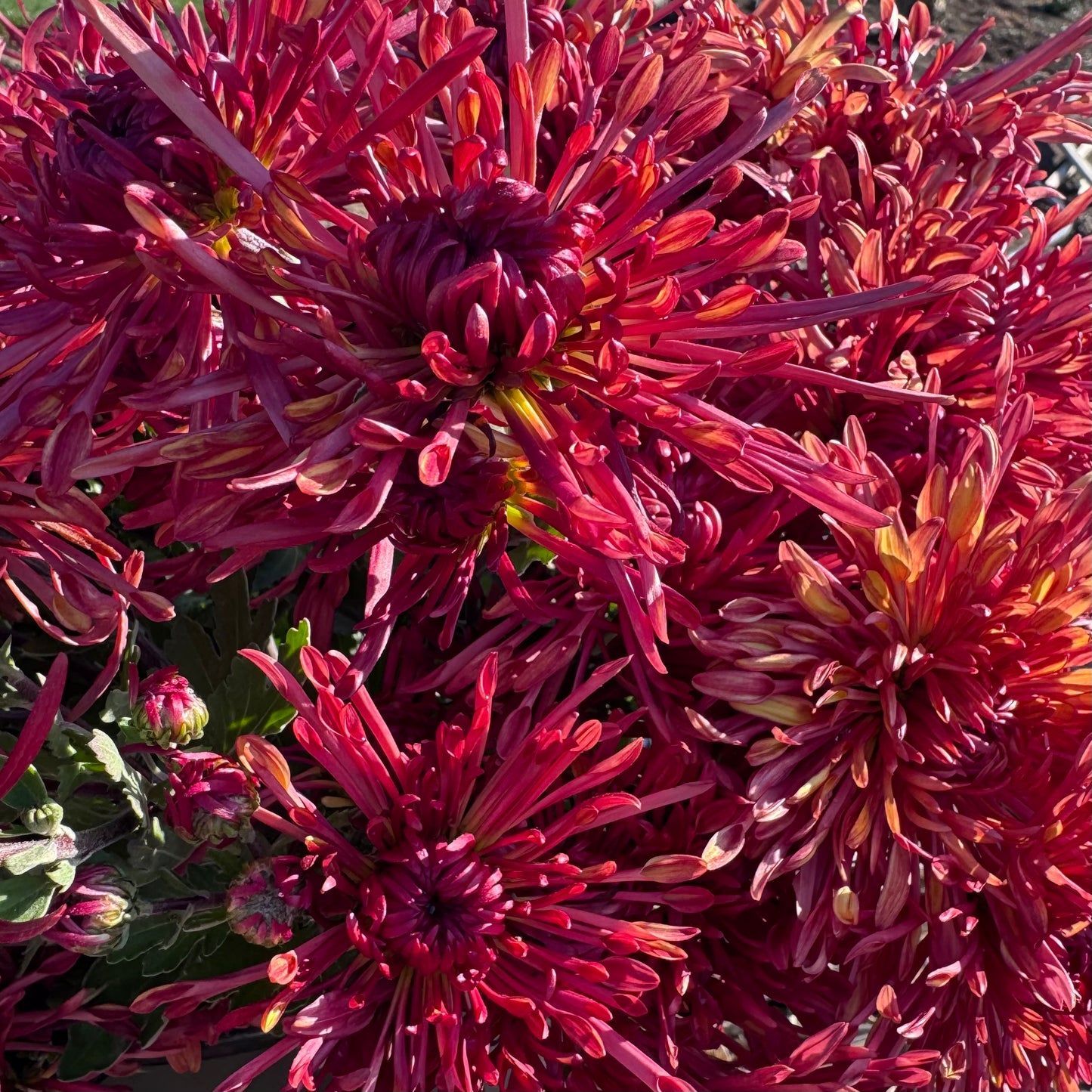 Chrysanthemum: Judith Baker