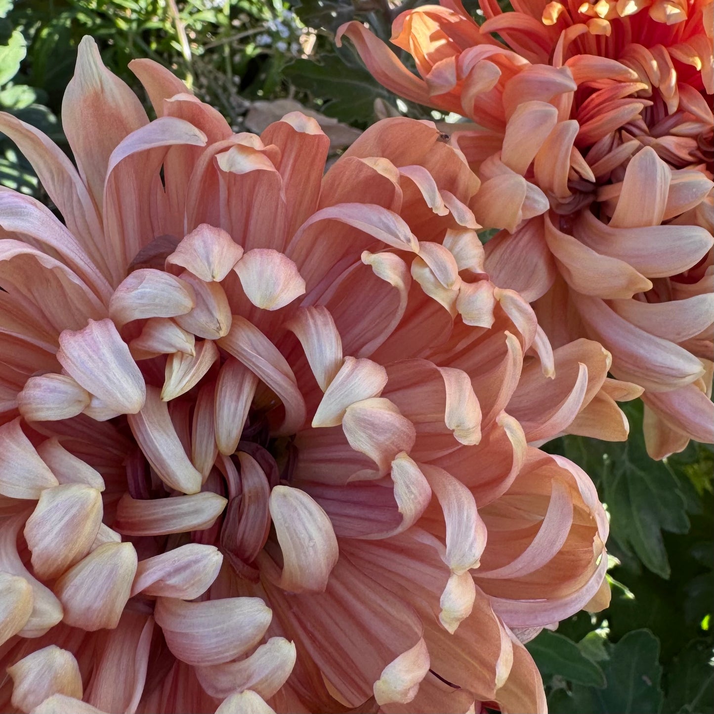 Chrysanthemum: Apricot Alexis