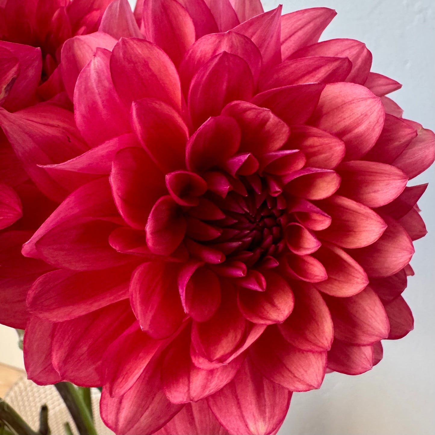 Dahlia Tuber: Bloomquist Footloose