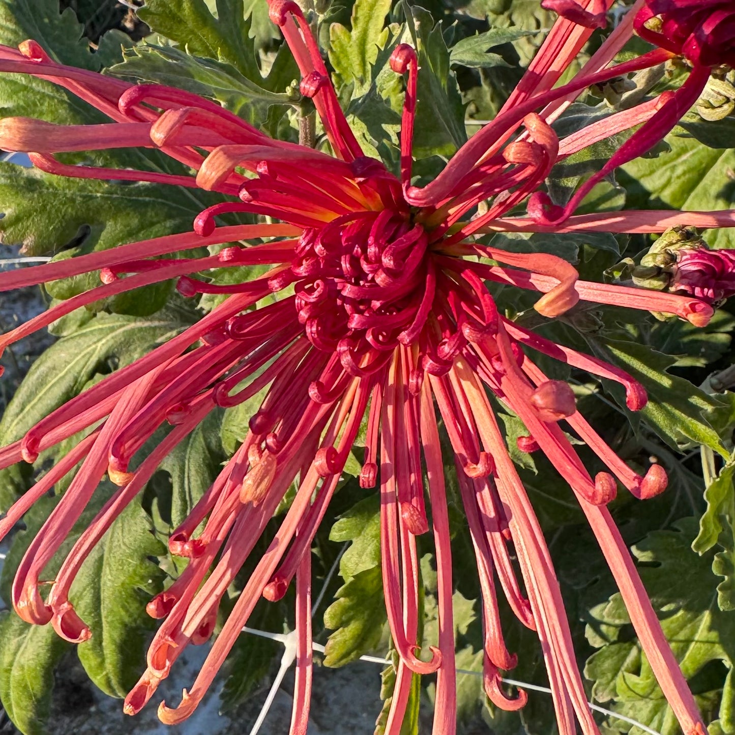 Chrysanthemum: Zaryah