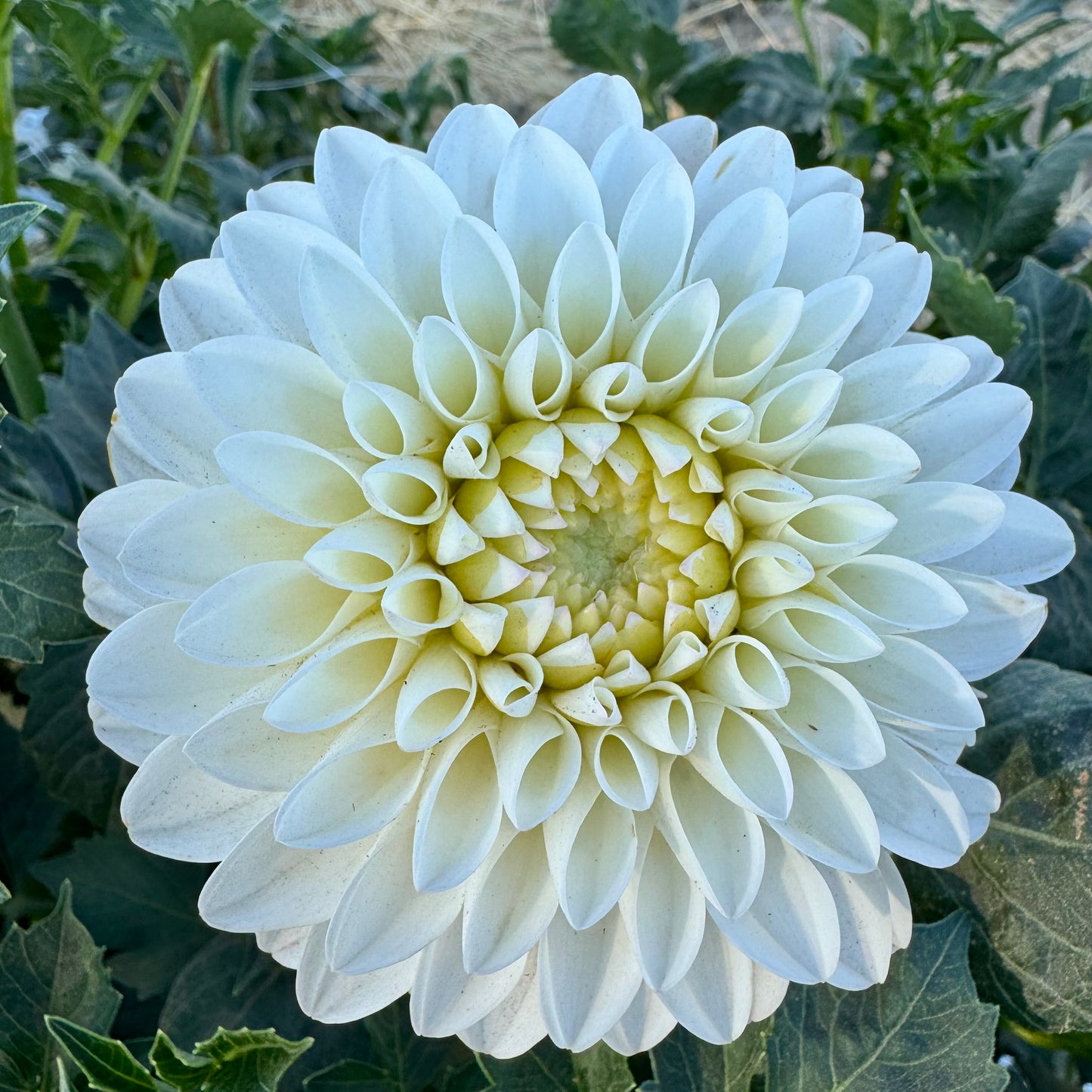Dahlia Tuber: River’s Snowcone