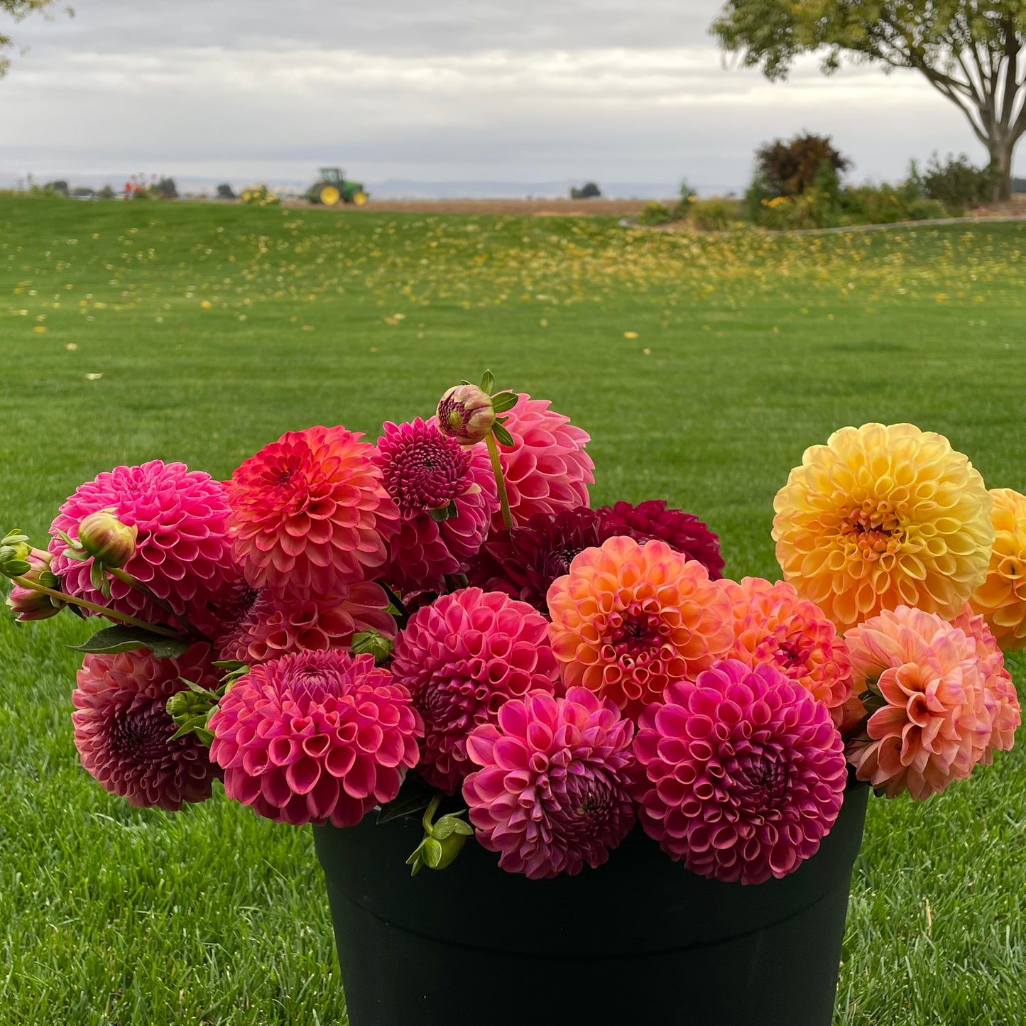 Country Sunshine Flower Farm Gift Card