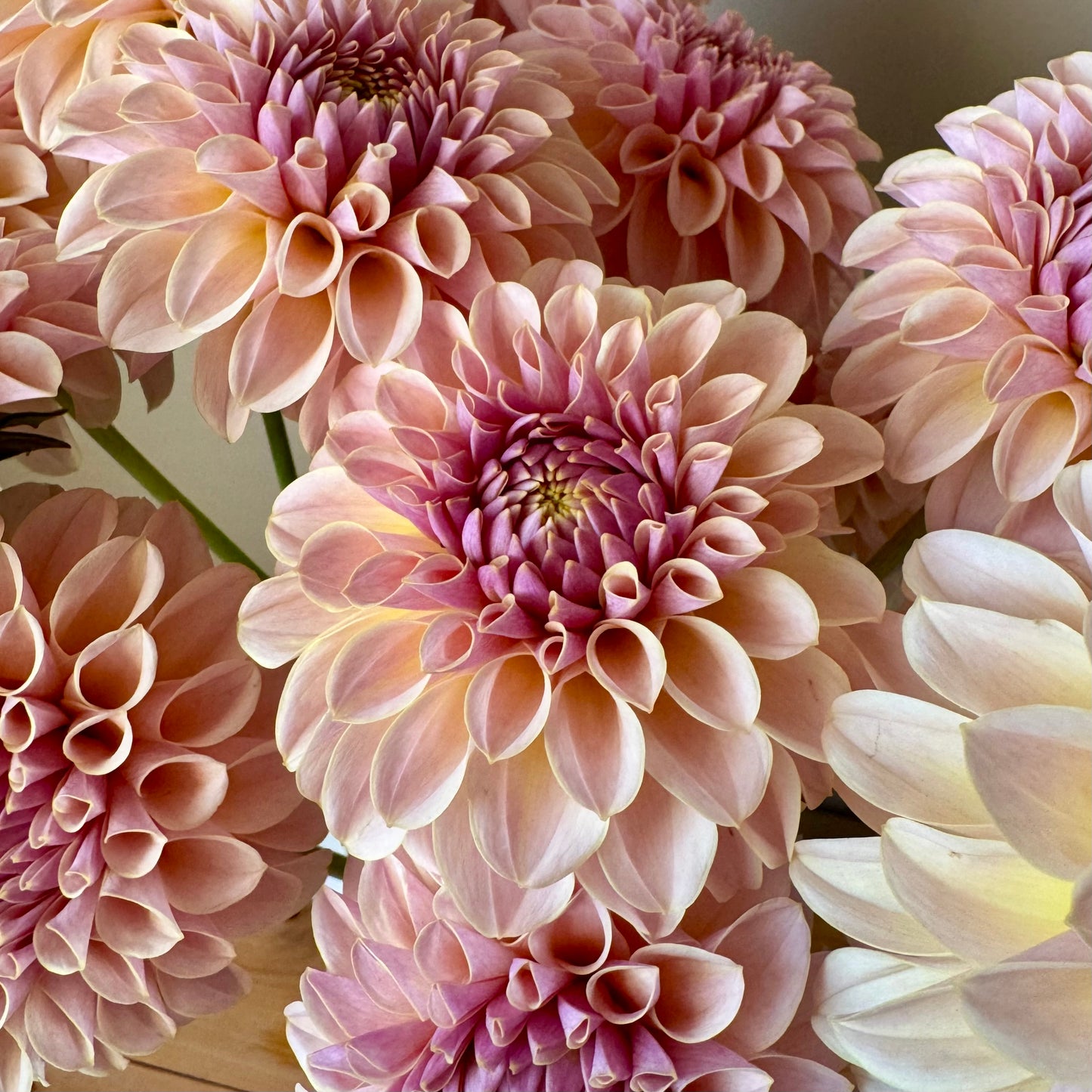 Dahlia Tuber: KA’s™ Cinder Rose