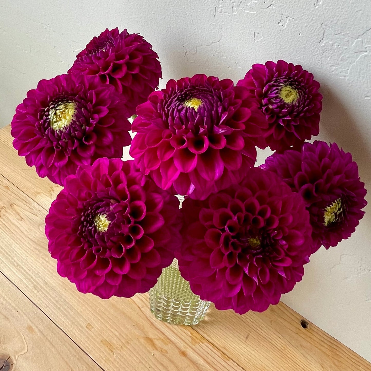 Dahlia Tuber: Cryfield Harmony