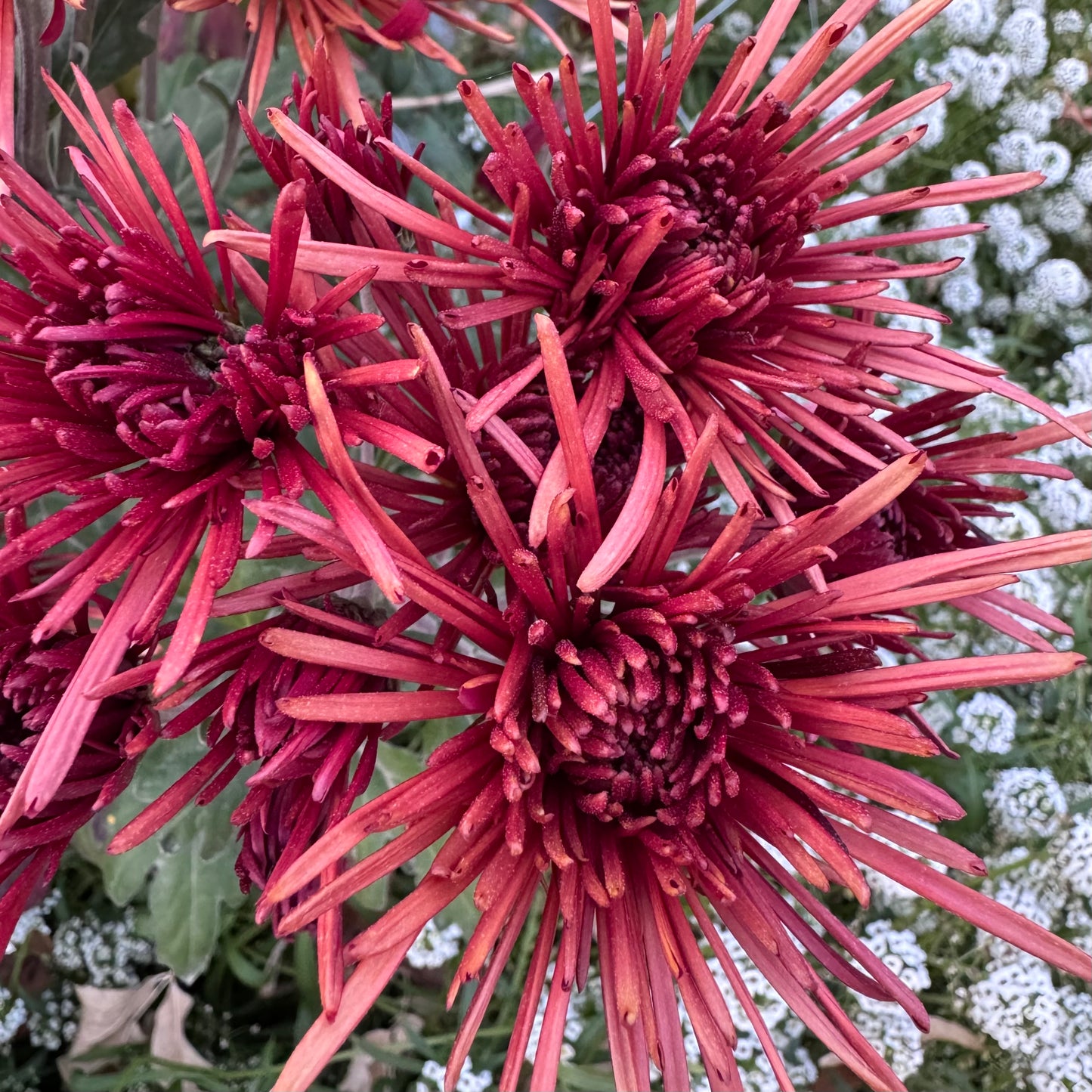 Chrysanthemum: Oberlin