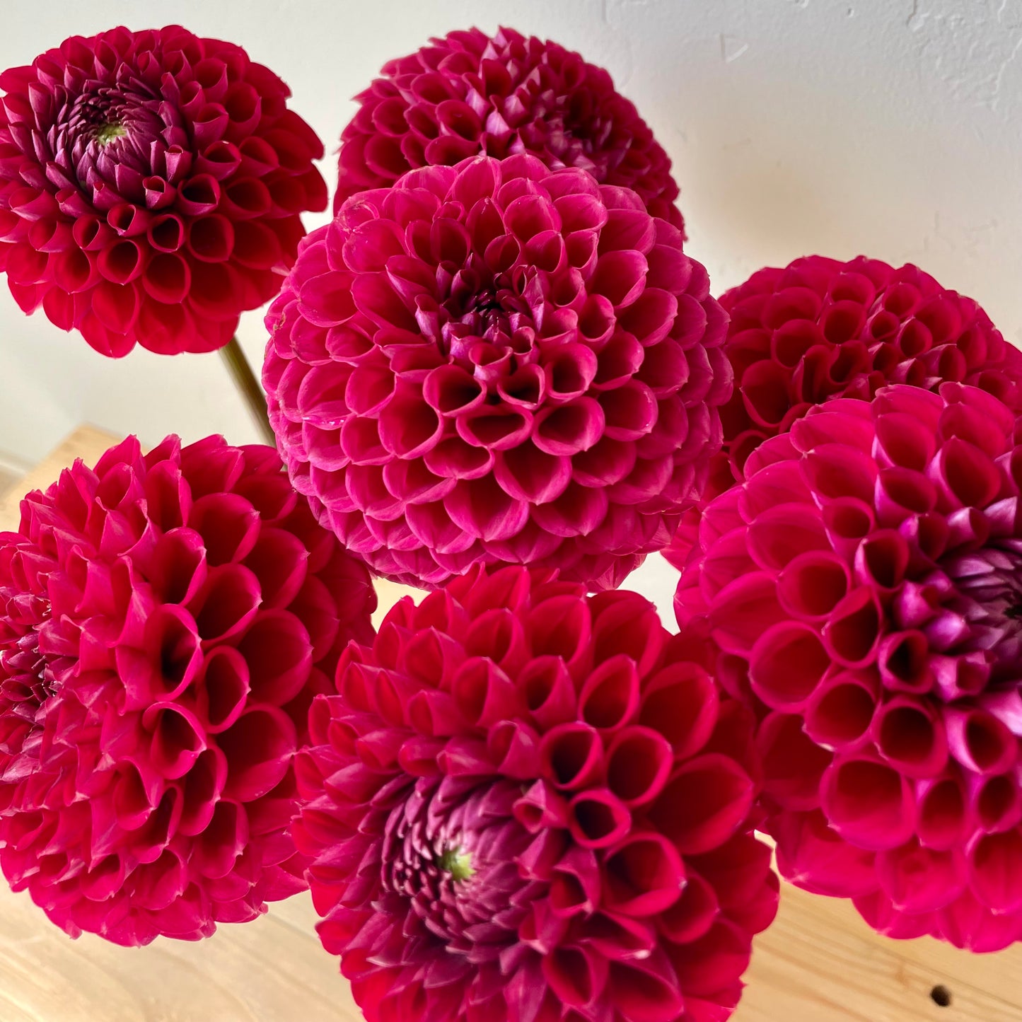 Dahlia Tuber: Cornel