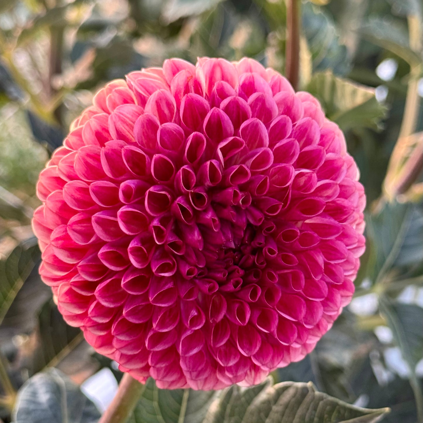 Dahlia Tuber: Copper Boy