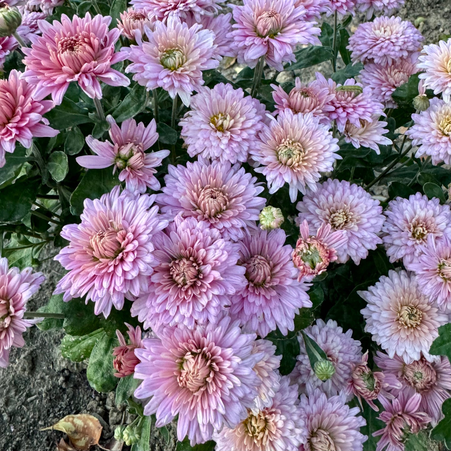 Chrysanthemum: Cameo