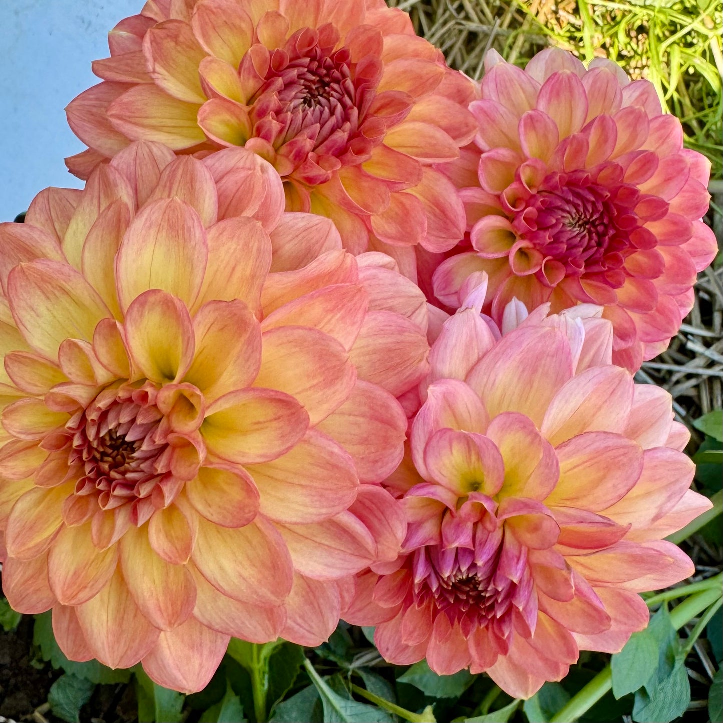 Dahlia Tuber: Lark’s Ebbe