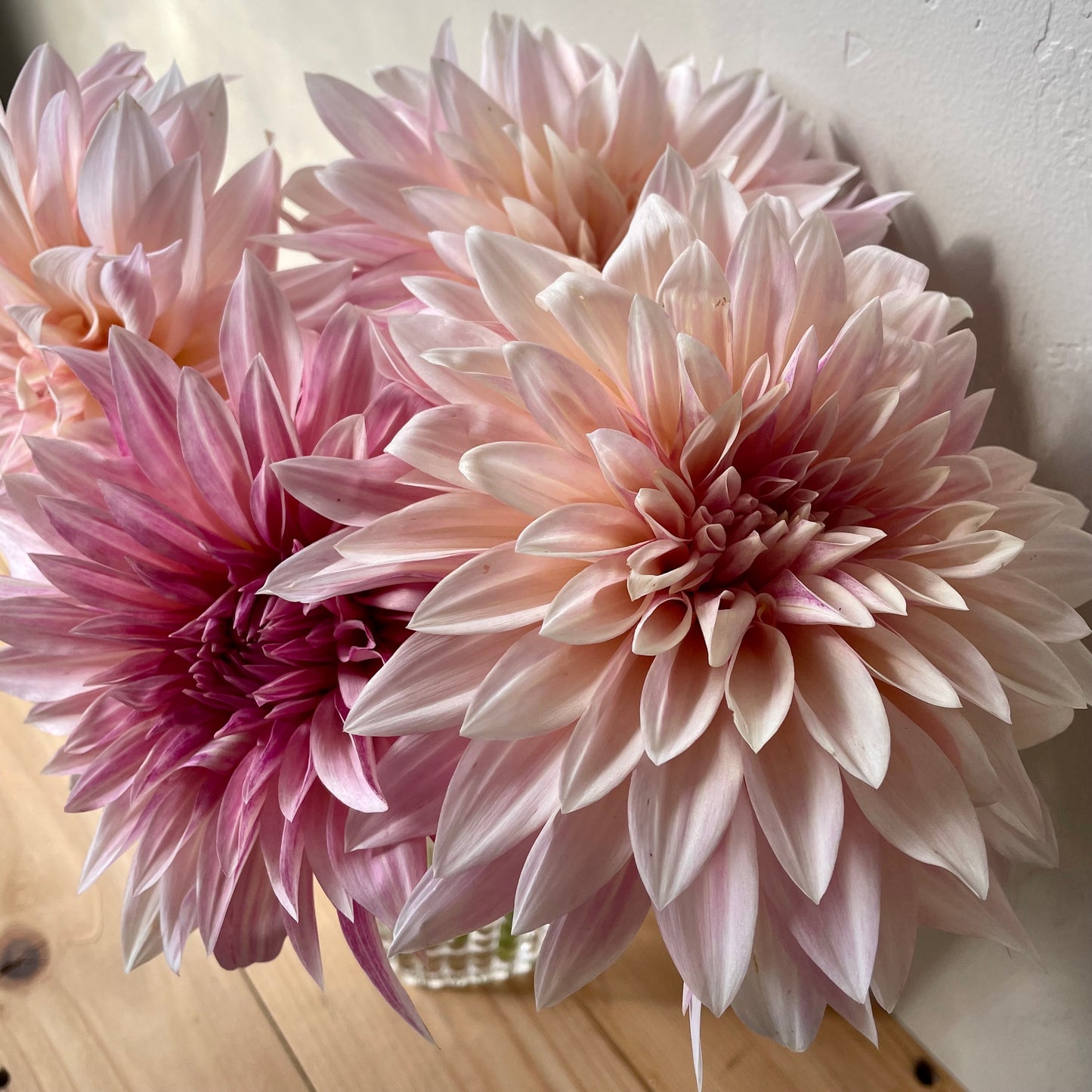 Dahlia Tuber: Cafe au Lait Mini