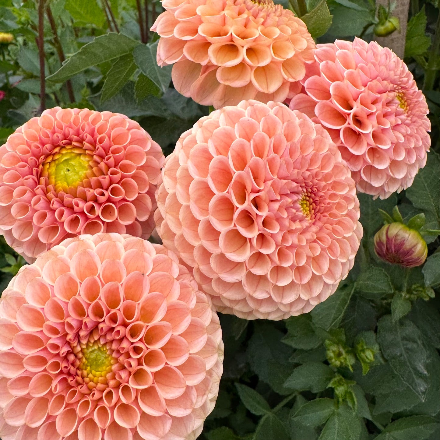 Dahlia Tuber: KA’s™ Honeycomb