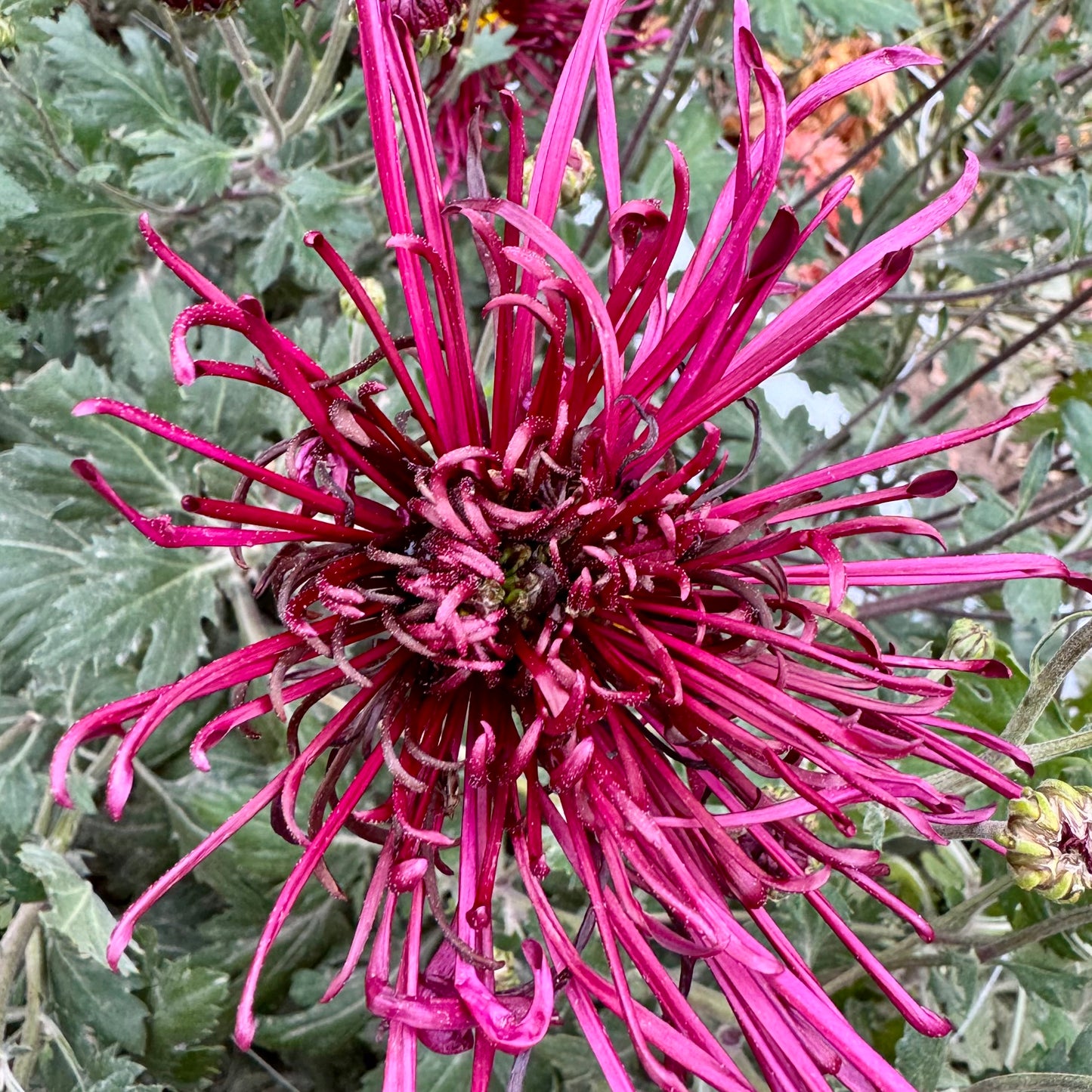 Chrysanthemum: Oriental Knight