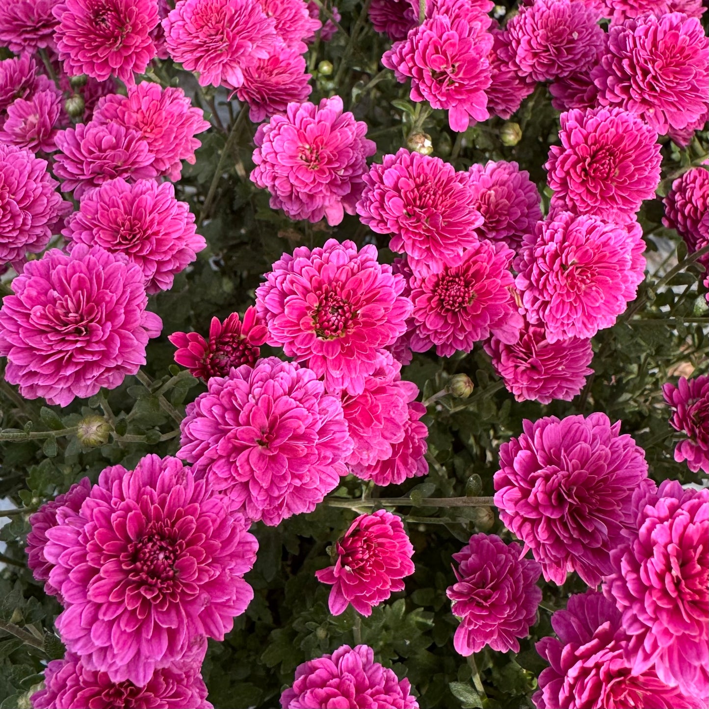 Chrysanthemum: Belgium Purple