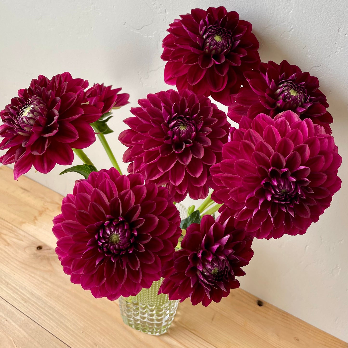 Dahlia Tuber: CDP Floriferous