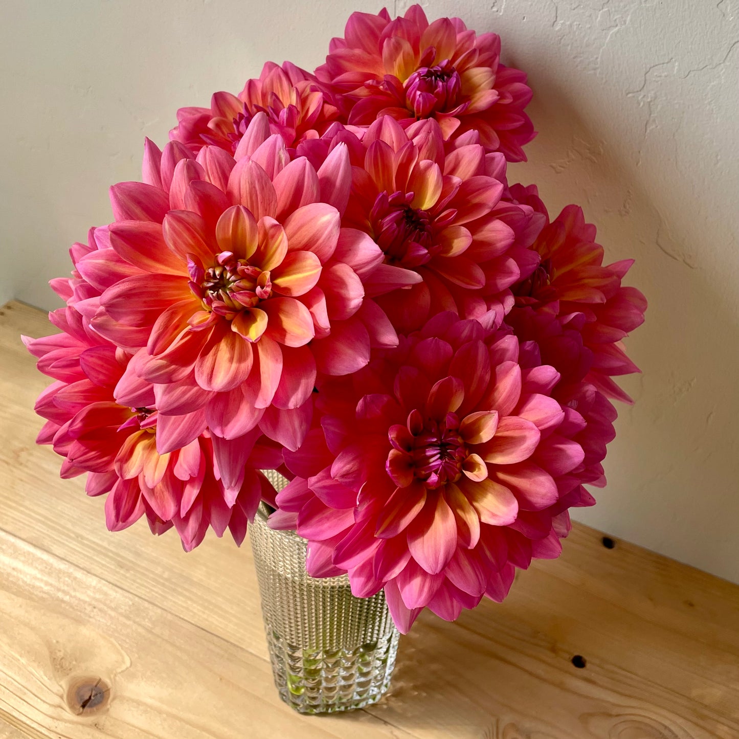 Dahlia Tuber: Great Silence