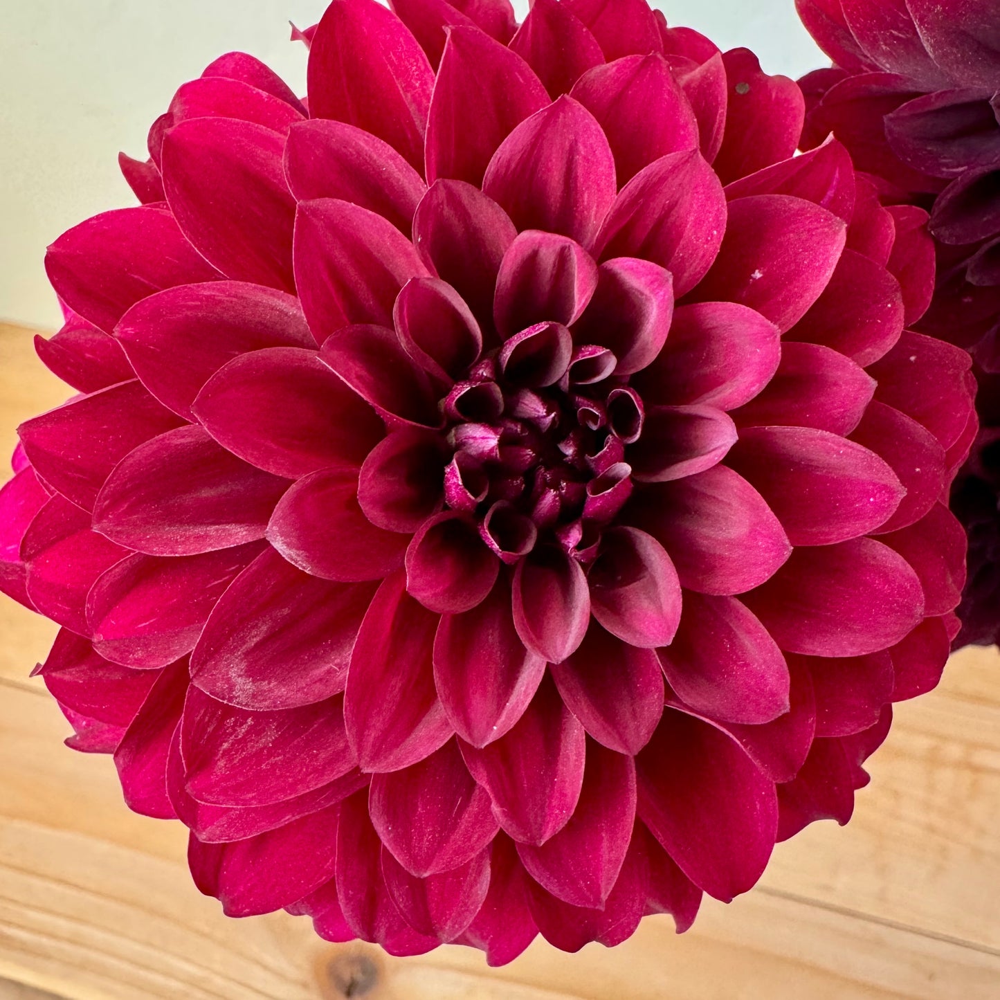 Dahlia Tuber: Shadow Cat