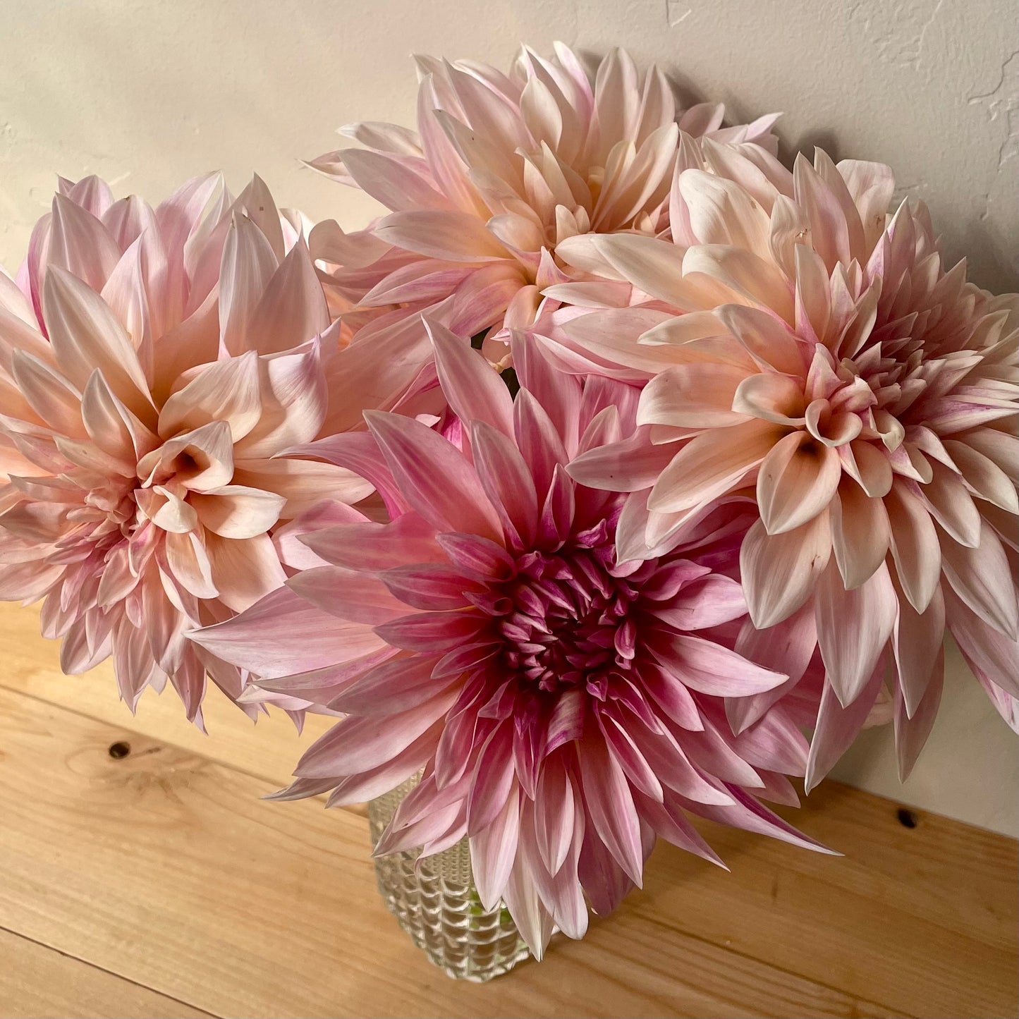 Dahlia Tuber: Cafe au Lait Mini