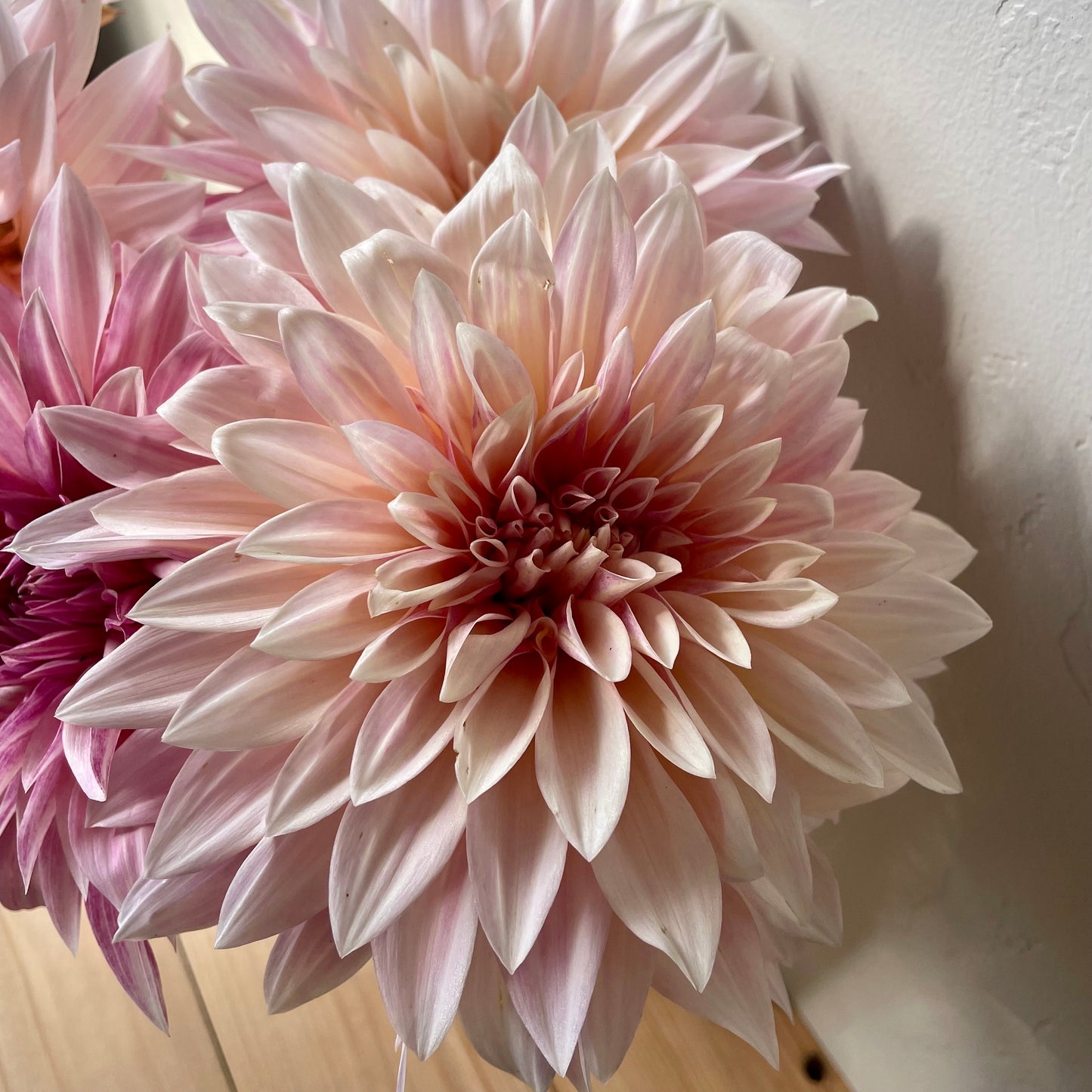 Dahlia Tuber: Cafe au Lait Mini