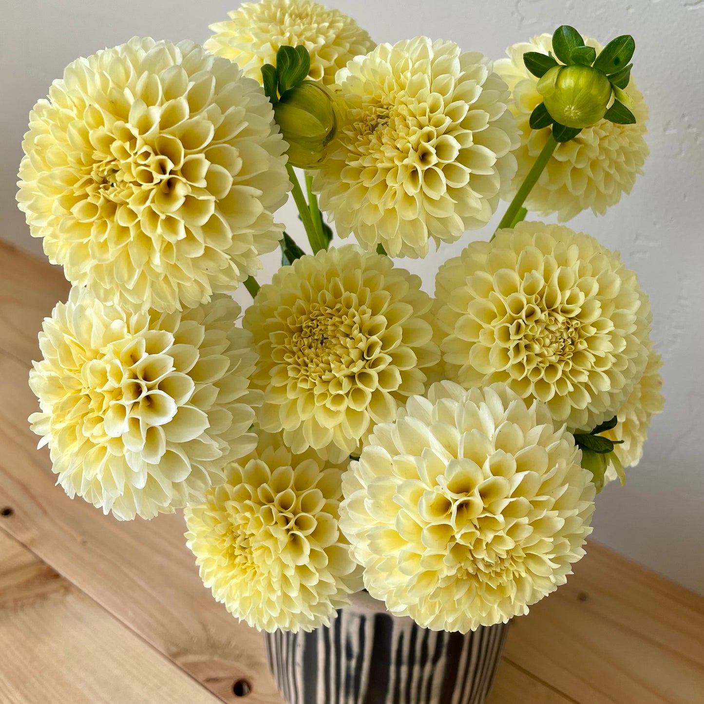 Dahlia Tuber: Creamy