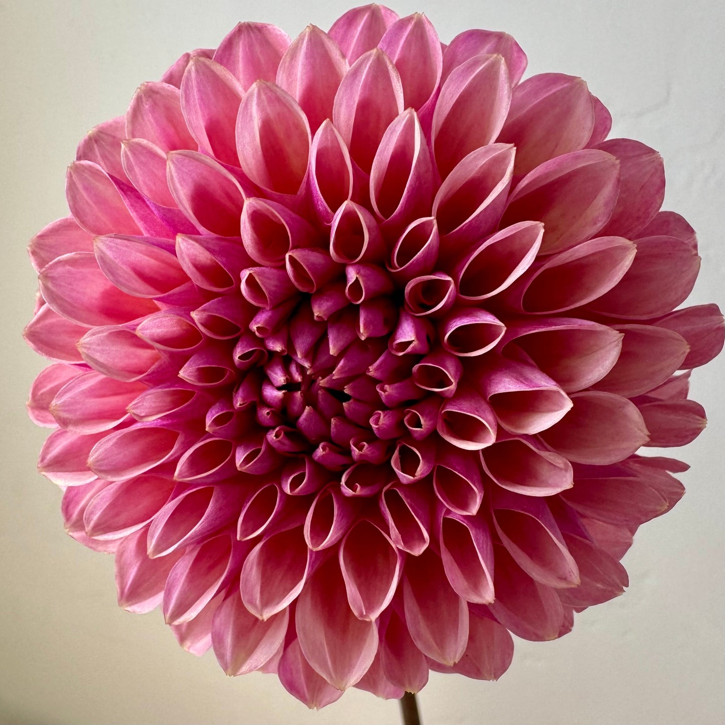 Dahlia Tuber: Bracken Rose