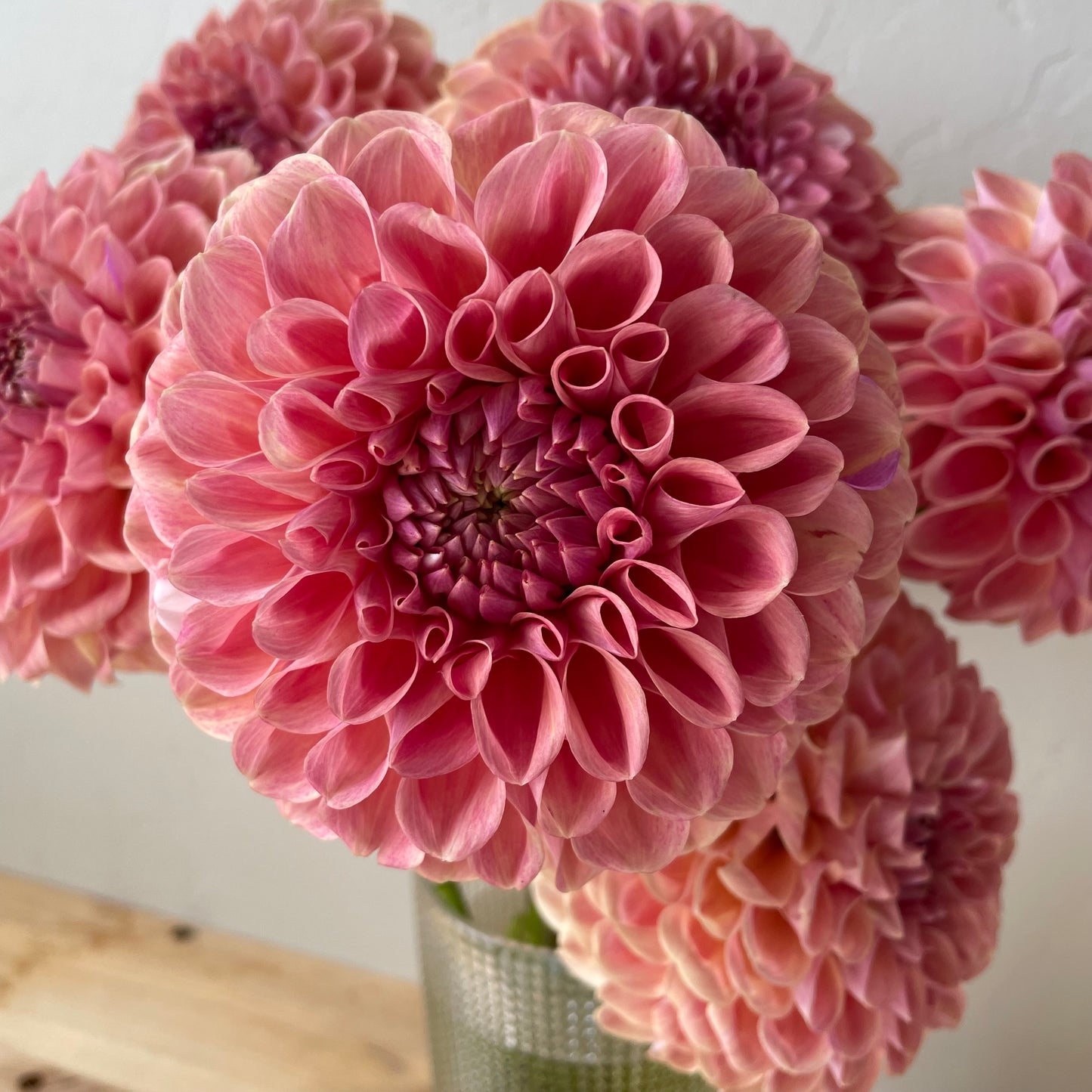 Dahlia Tuber: Clearview Peachy