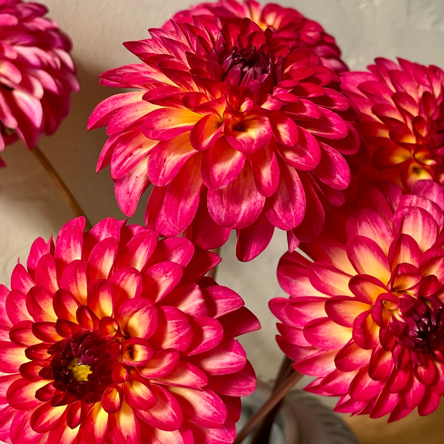 Dahlia Tuber: Raz-Ma-Taz