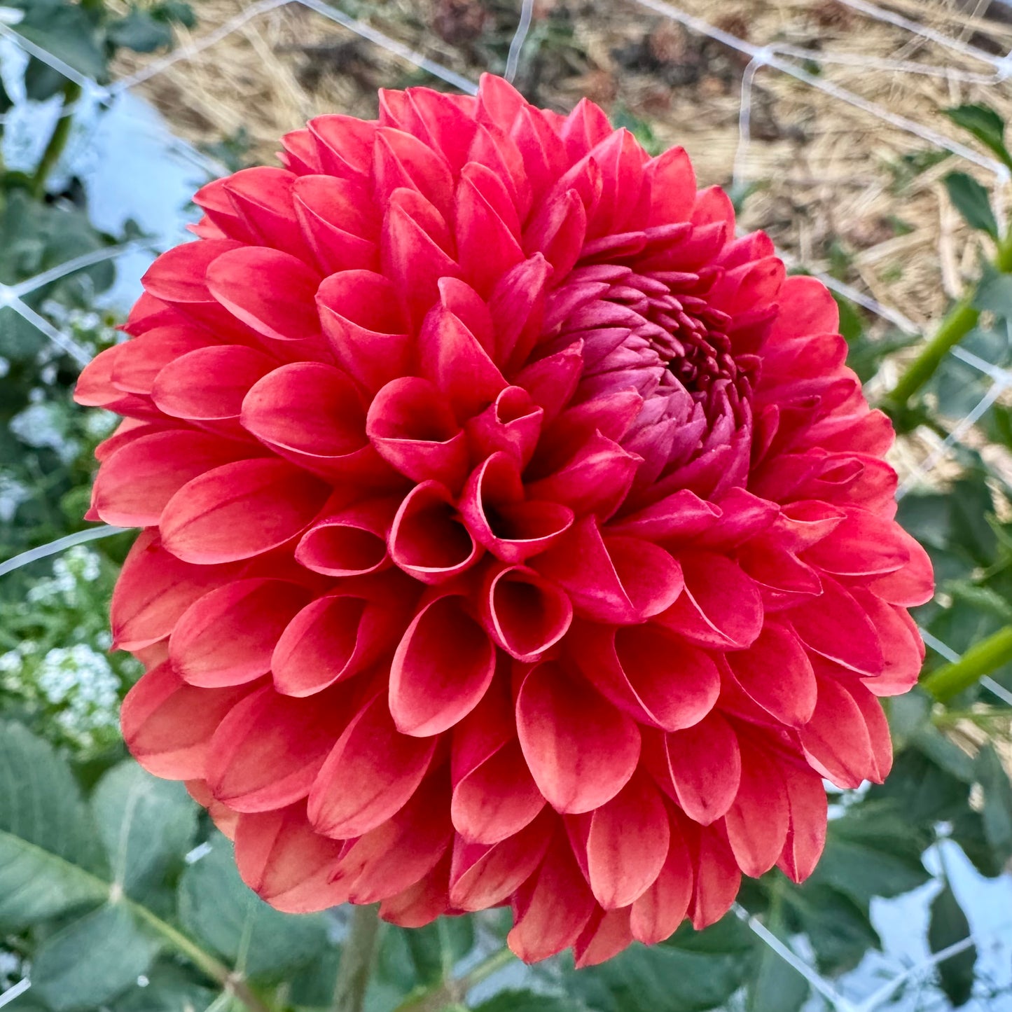 Dahlia Tuber: Brown Sugar