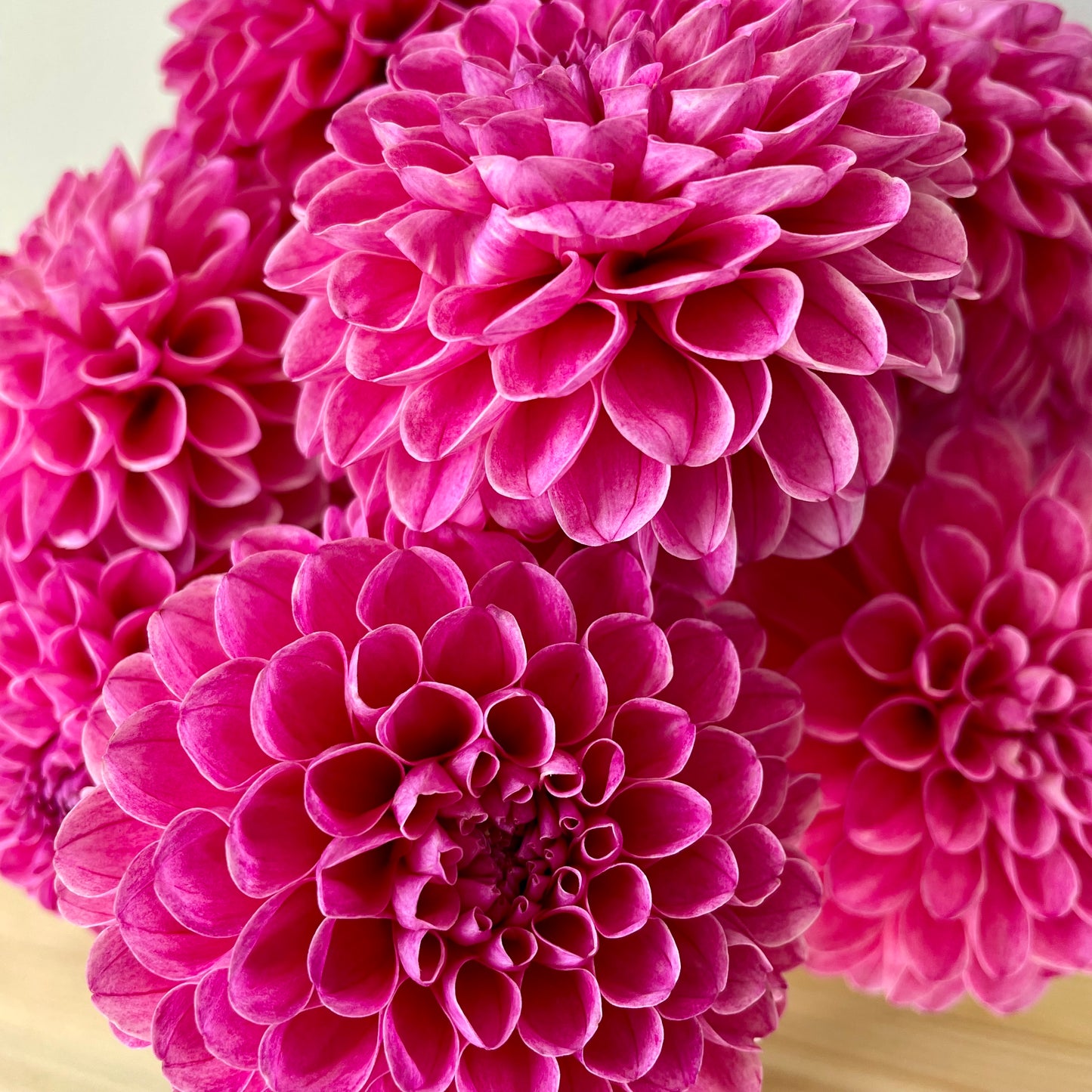 Dahlia Tuber: Rebecca Lynn