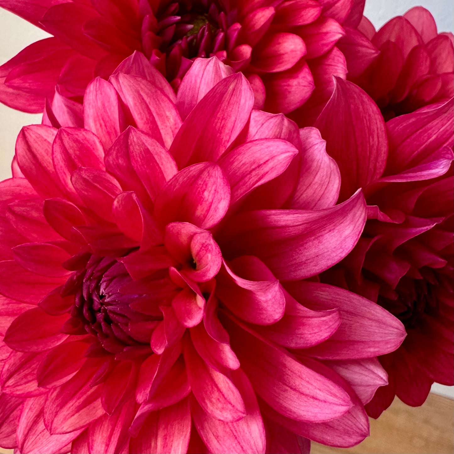 Dahlia Tuber: Bloomquist Footloose