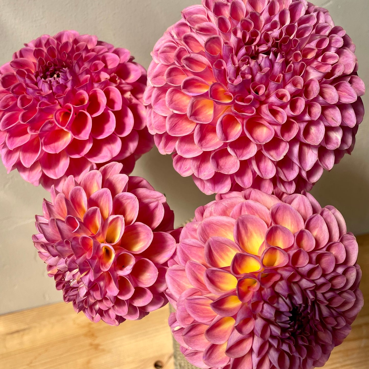 Dahlia Tuber: Jowey Winnie