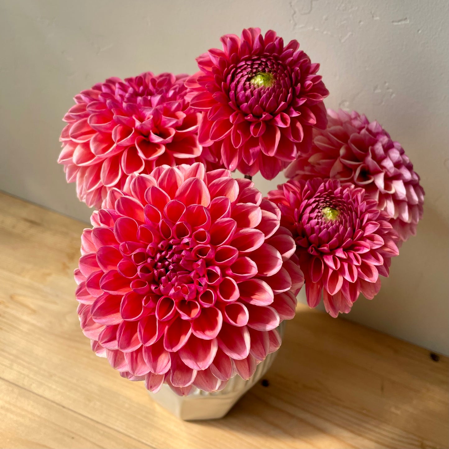 Dahlia Tuber: Daisy Duke